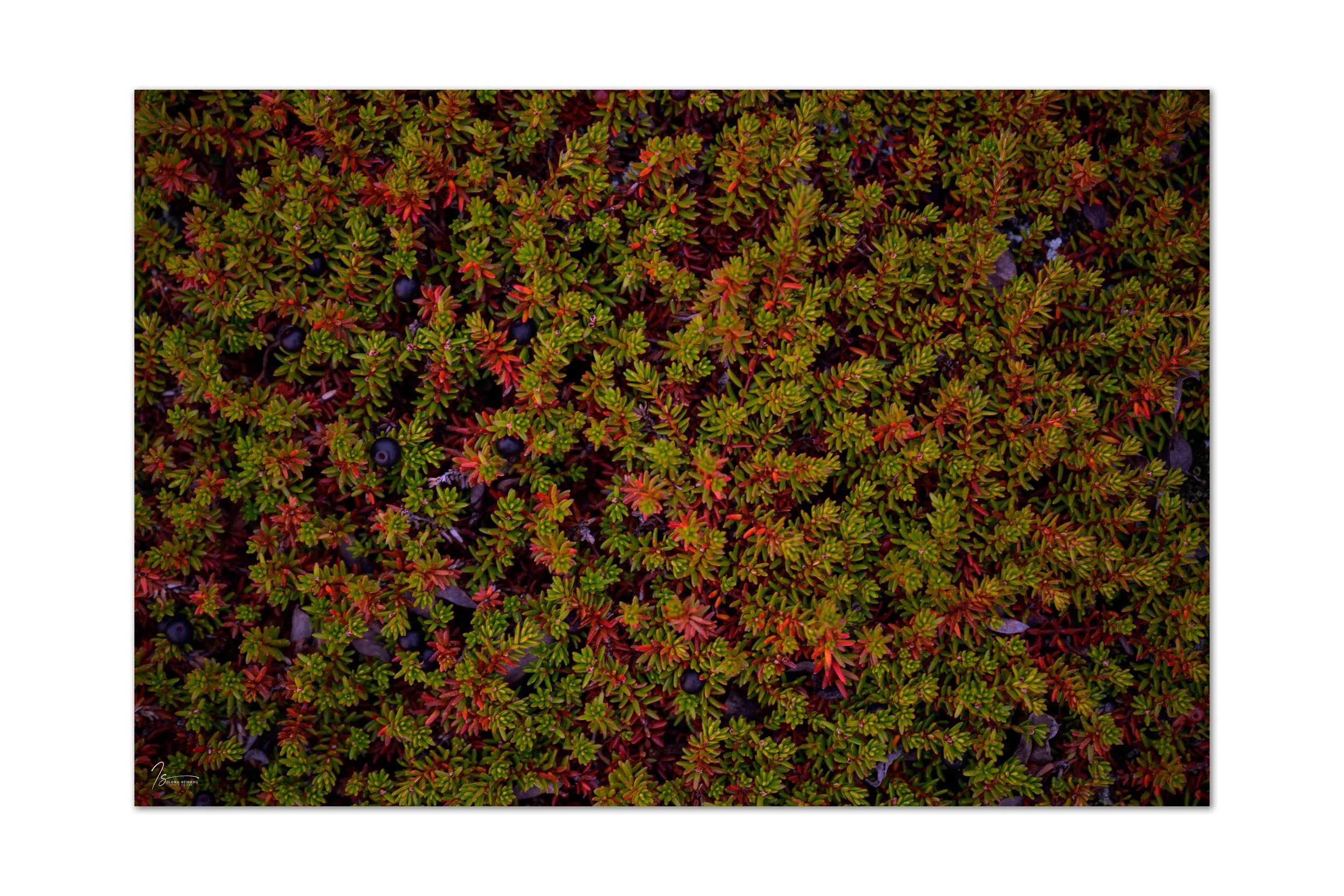 _DSC2193_Original ratio_4000x2667_U_100.jpg