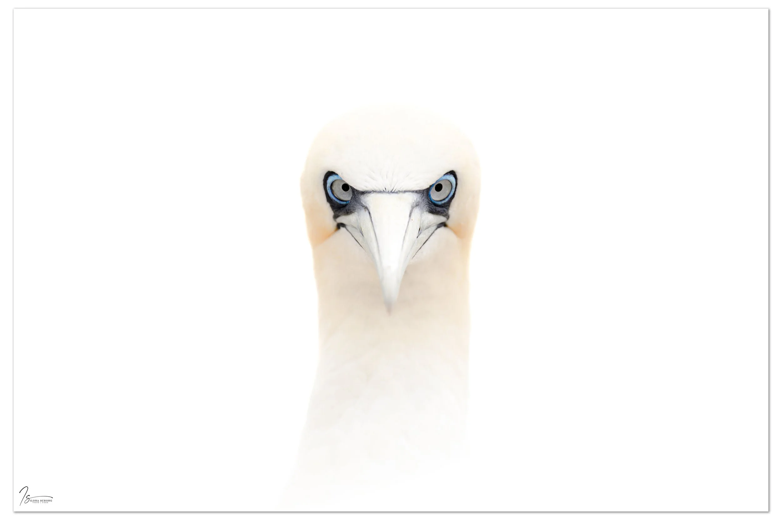 De Jan van Genten op Helgoland