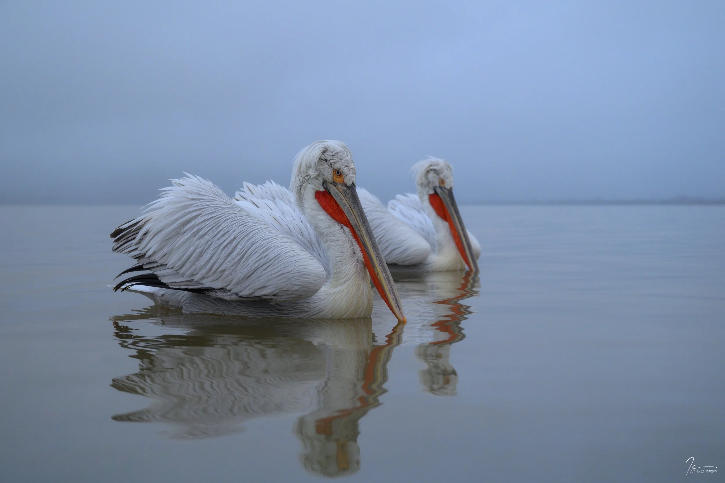 _DSC3329-Edit_Fixed Width_5000x3333_U_100.jpg