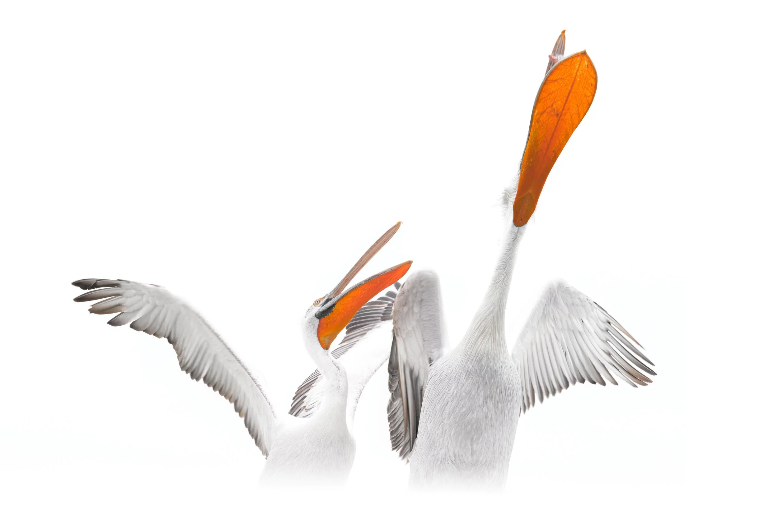 _DSC4786-Edit_Fixed Width_5000x3333_U_100.jpg