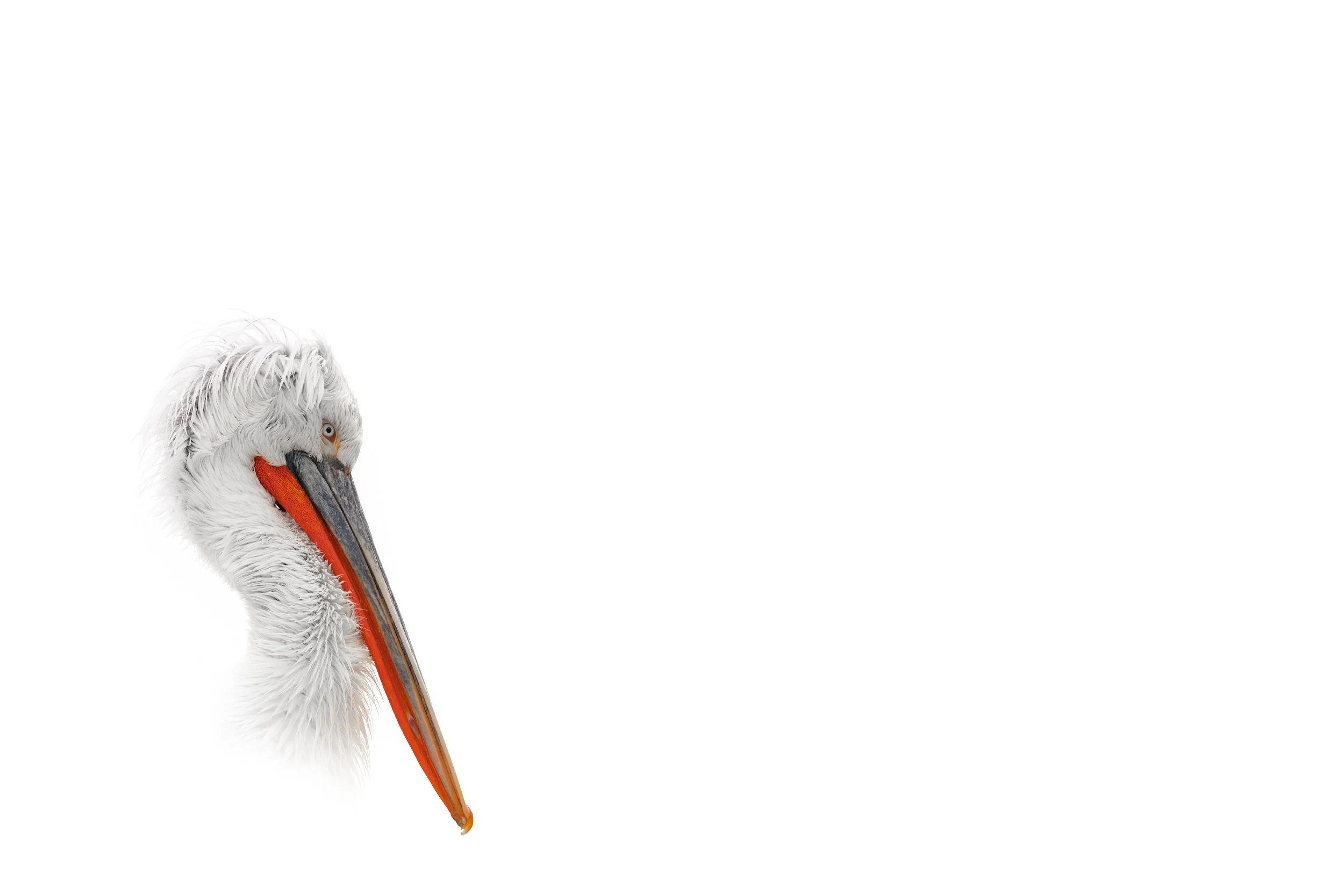 _DSC4990-Edit_Original ratio_2500x1667_U_100.jpg