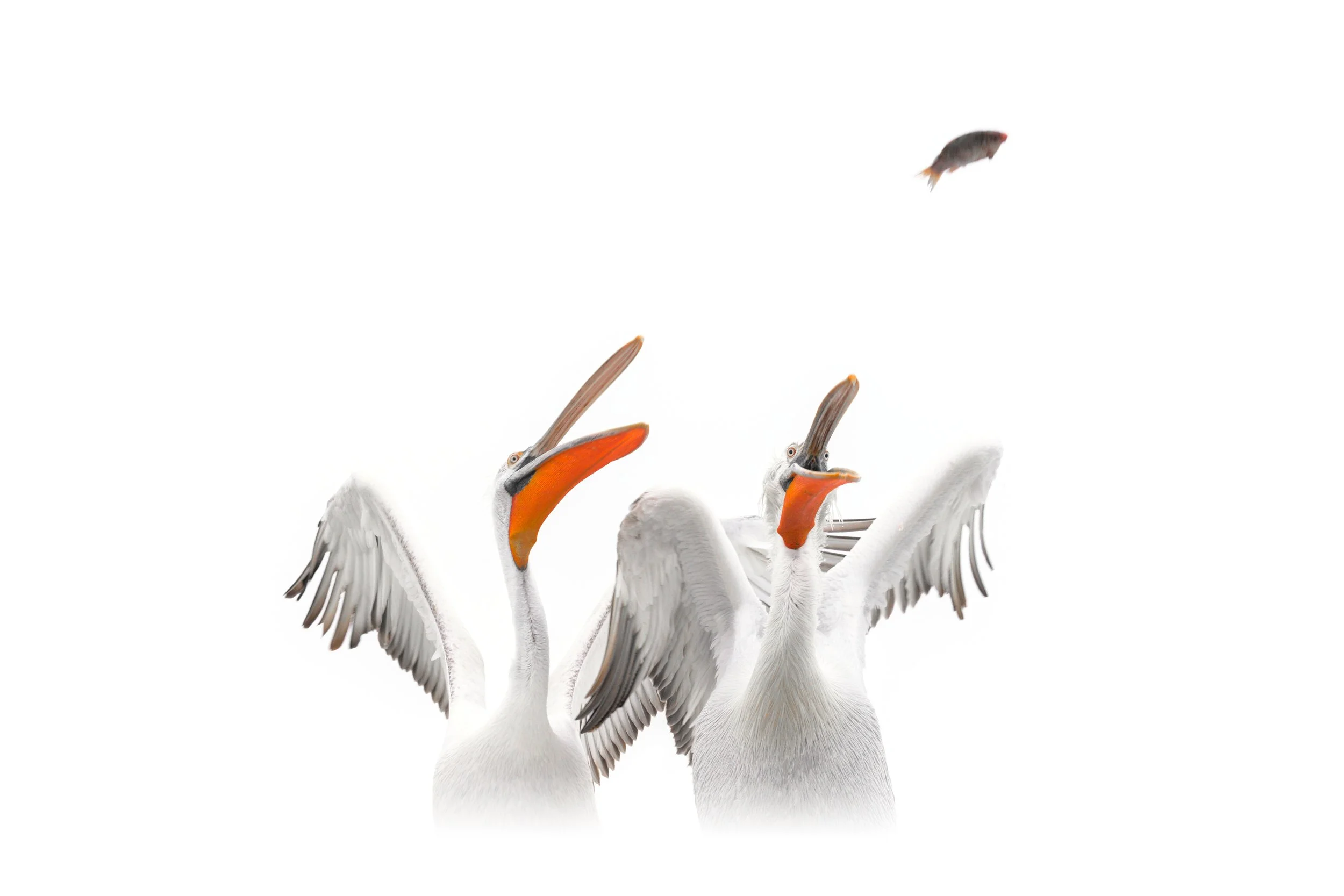 _DSC4775-Edit_Fixed Width_5000x3333_U_100.jpg