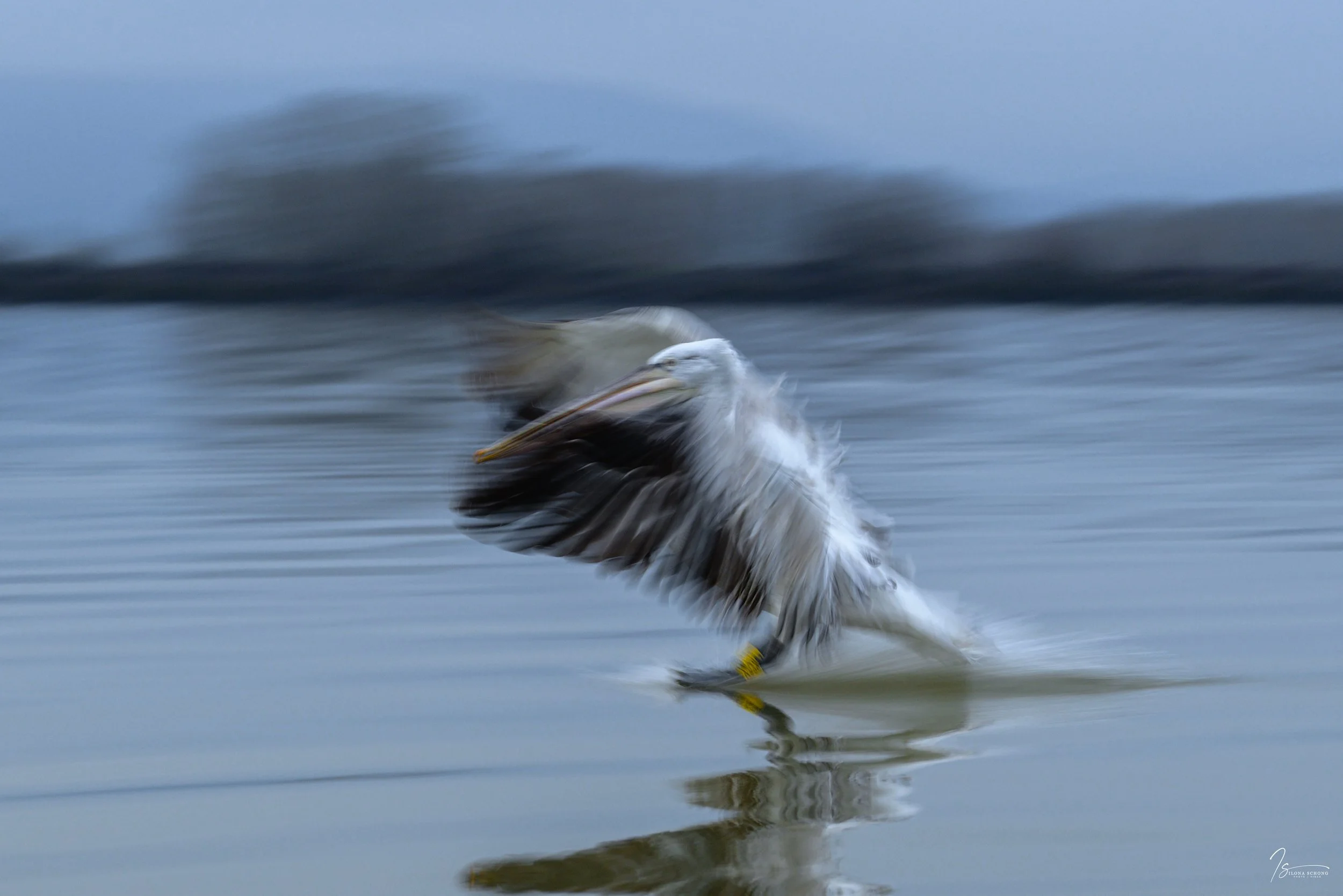 _DSC6611_Fixed Width_5000x3333_U_100.jpg