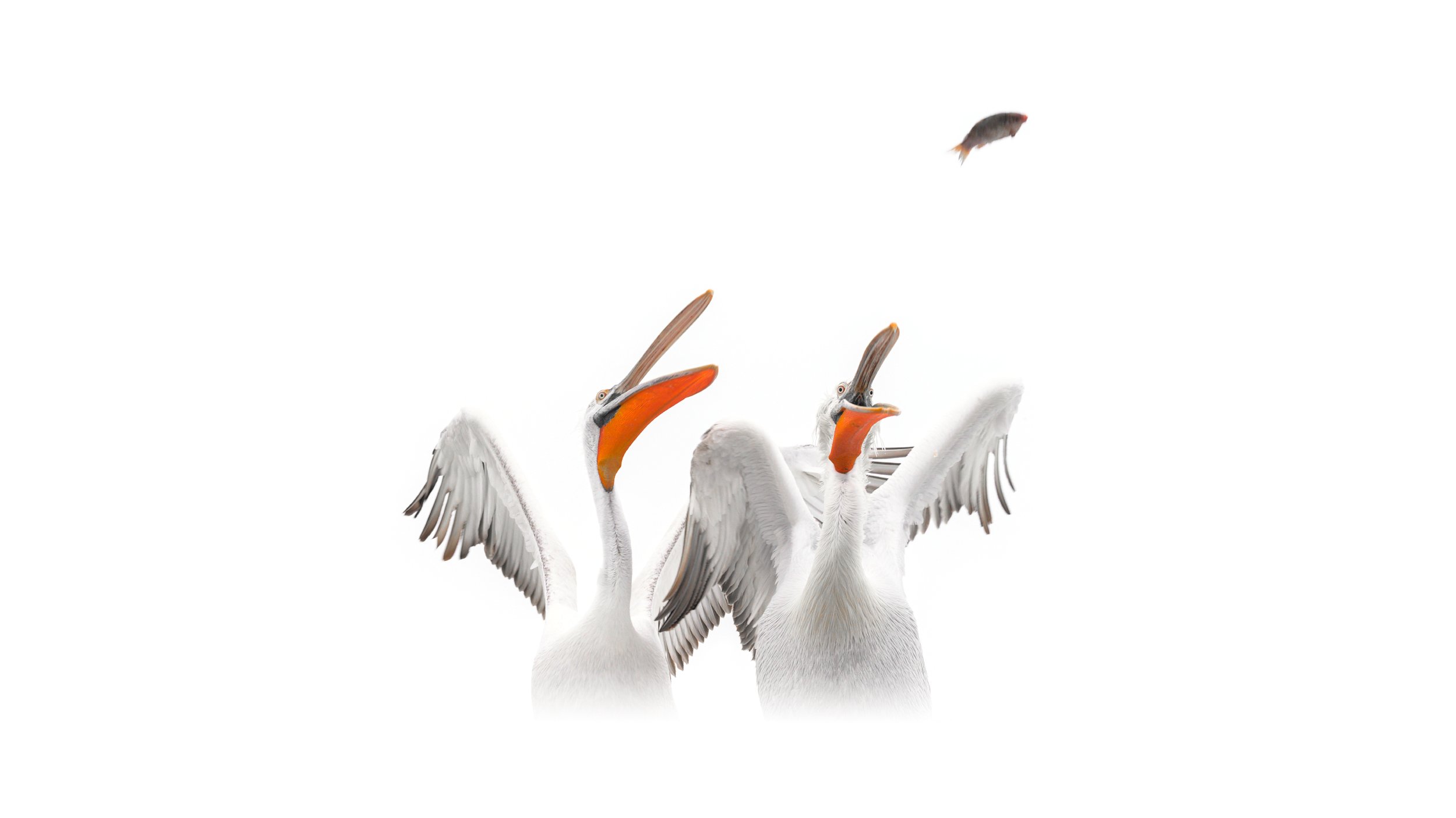 _DSC4775-Edit_Original ratio_2500x1406_U_100.jpg