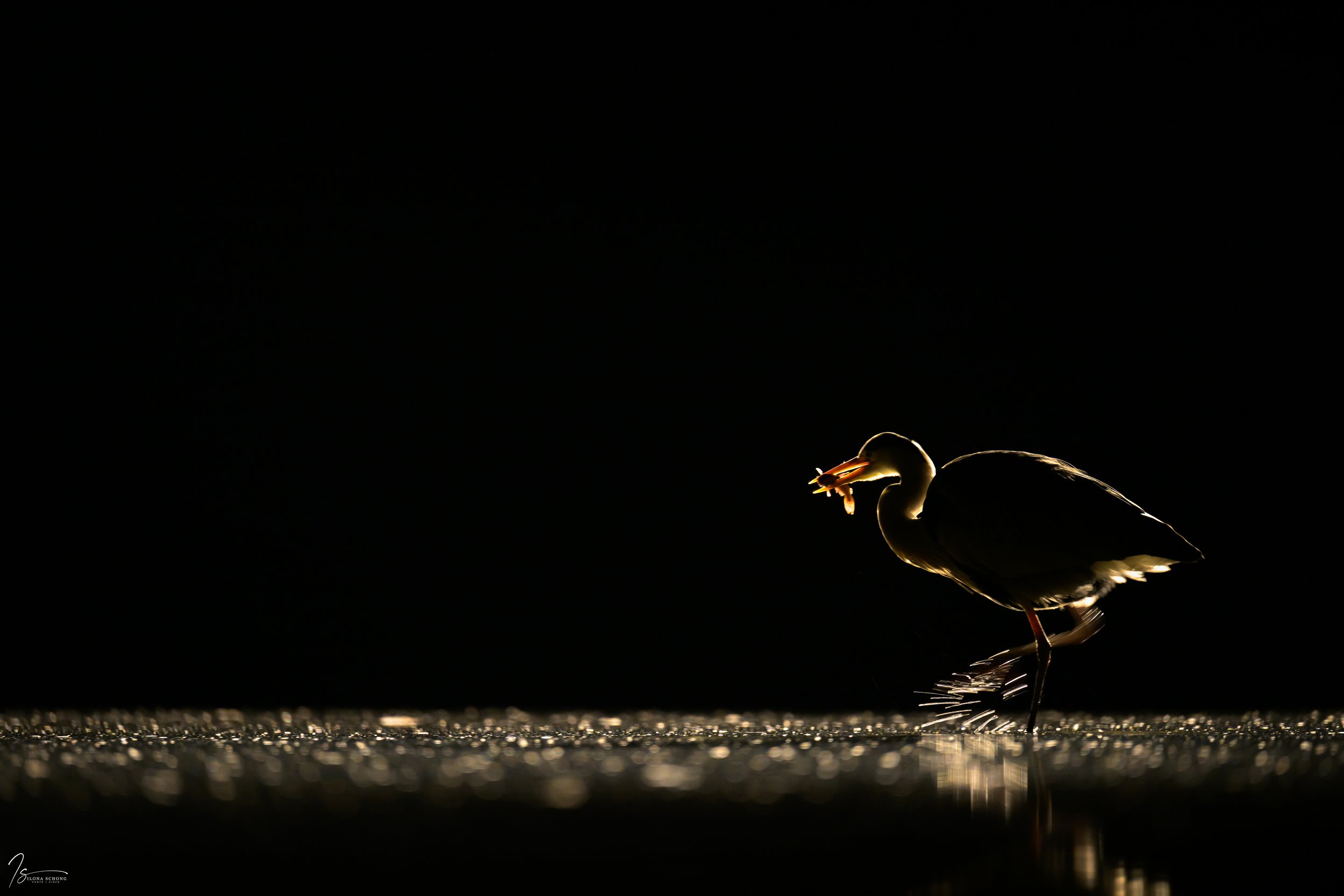 _DSC4493_8164x5443_U_100_Full resolution.jpg