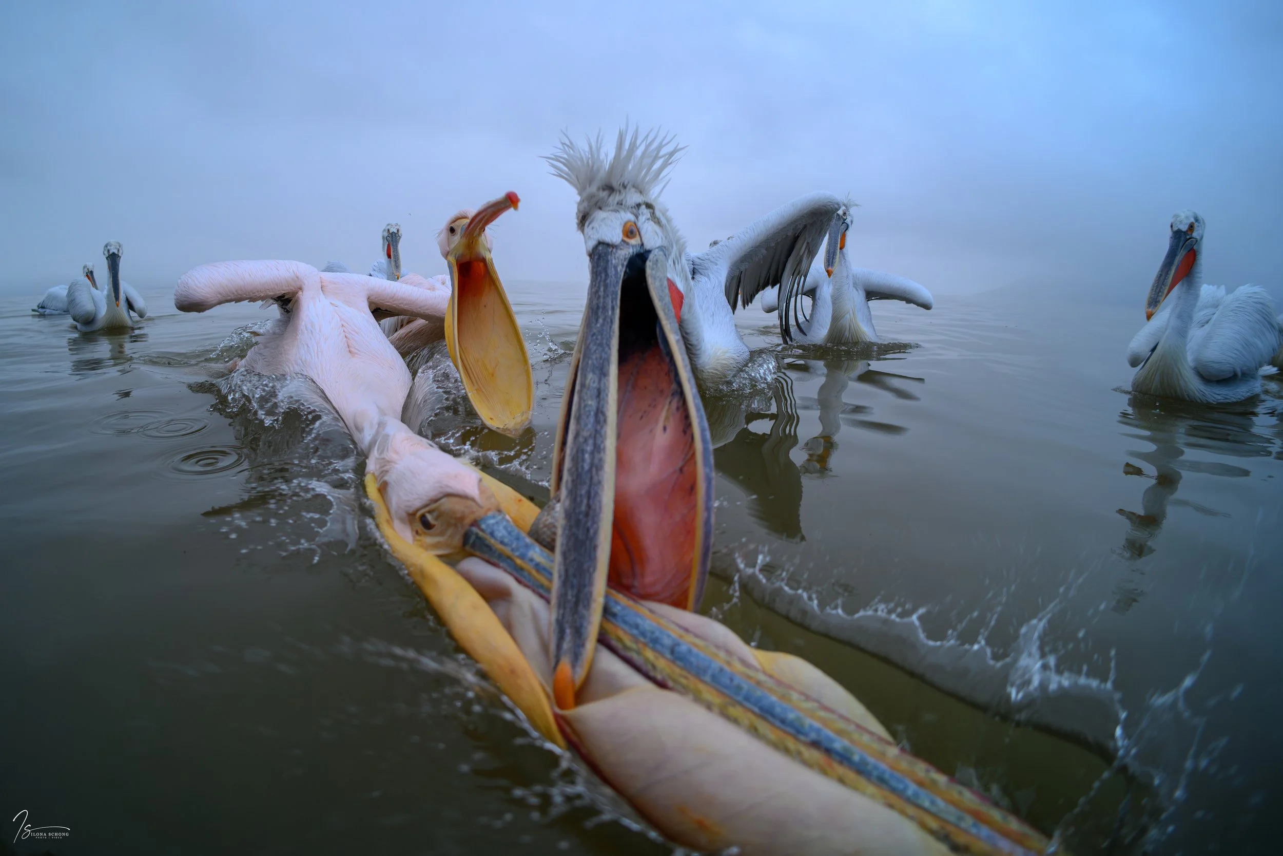 _DSC3392_Fixed Width_5000x3333_U_100.jpg