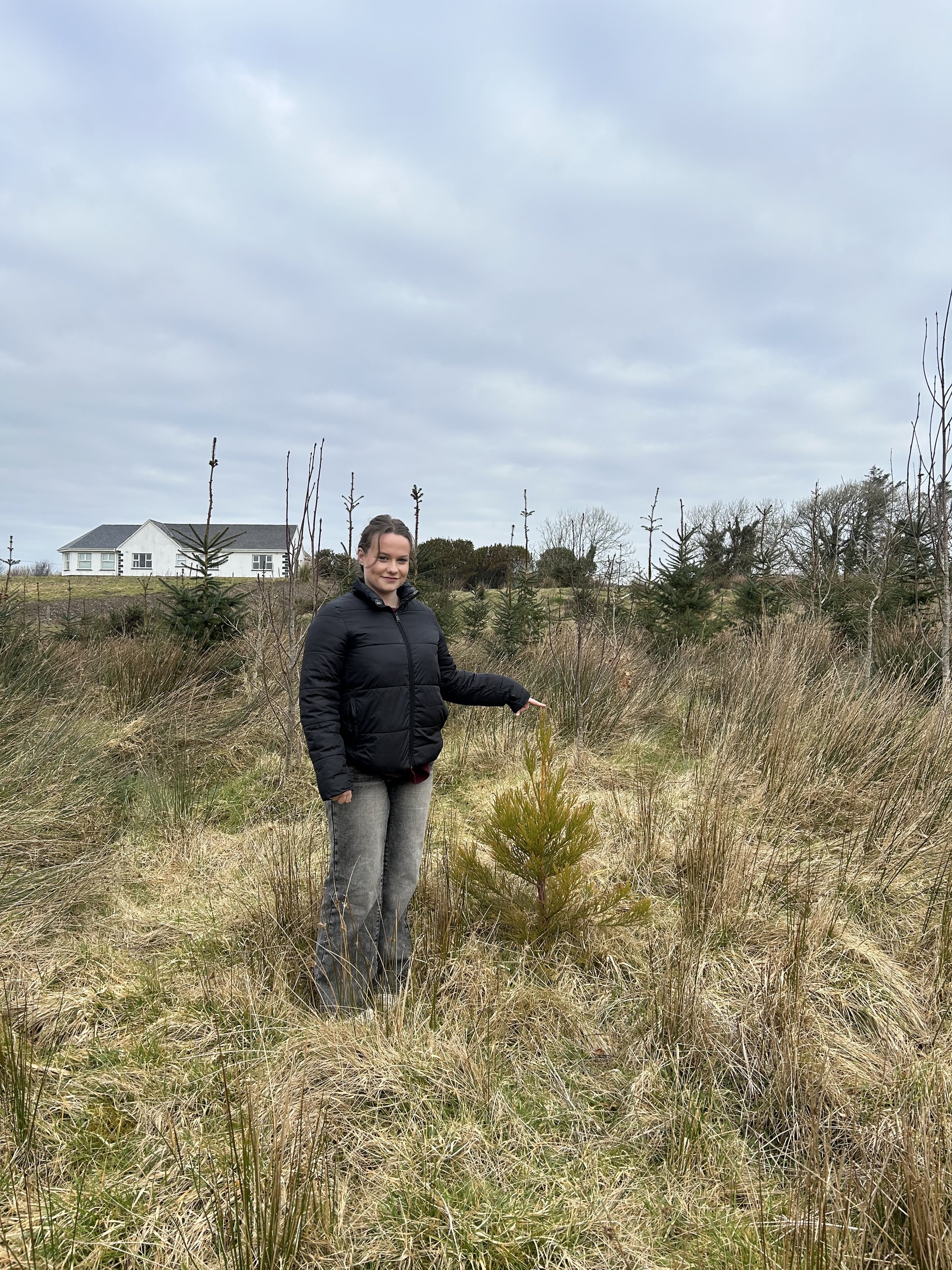 lady standing beside a giant redwood in a cloudforest on Irelands west Coast