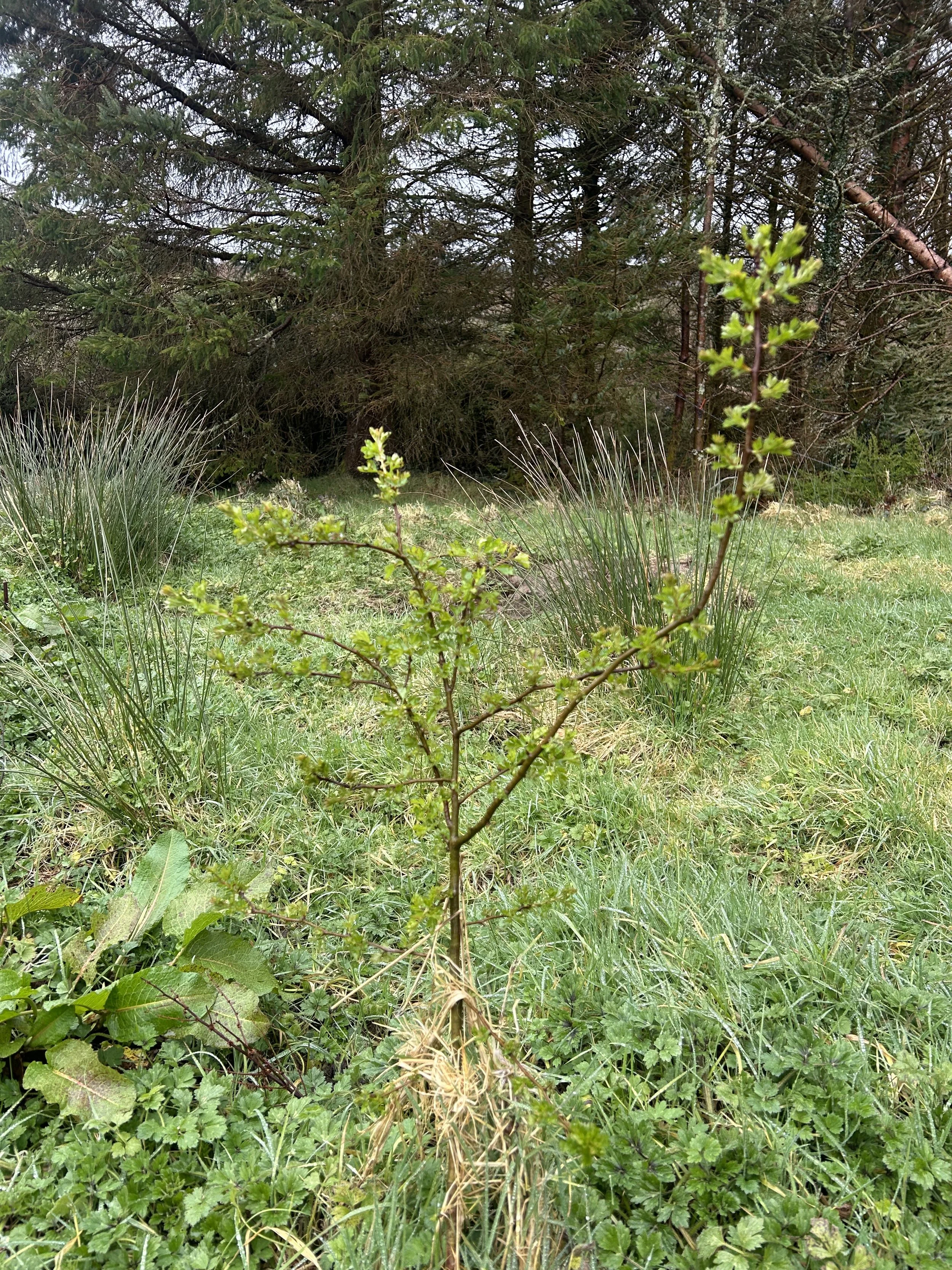 tree planted on cloudforest four