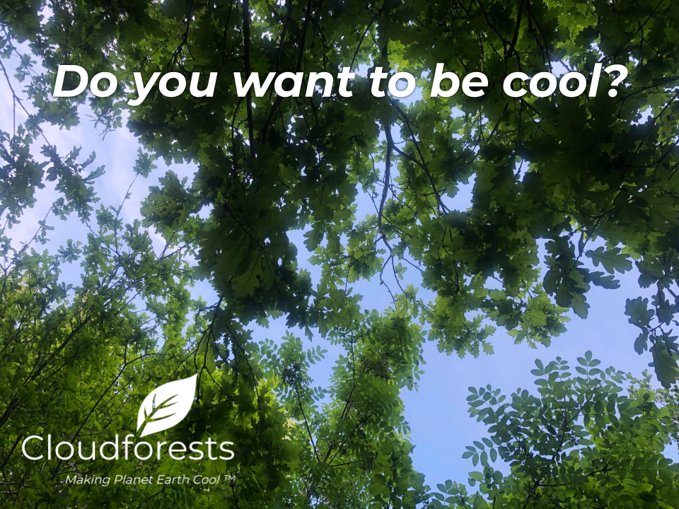 oak tree against blue sky