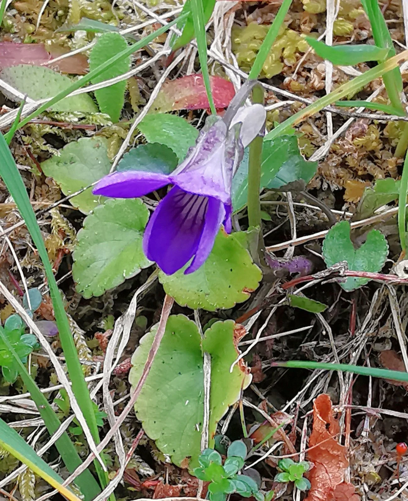 A purple flower blooming among green leaves, surrounded by grass and dried plants on the ground.