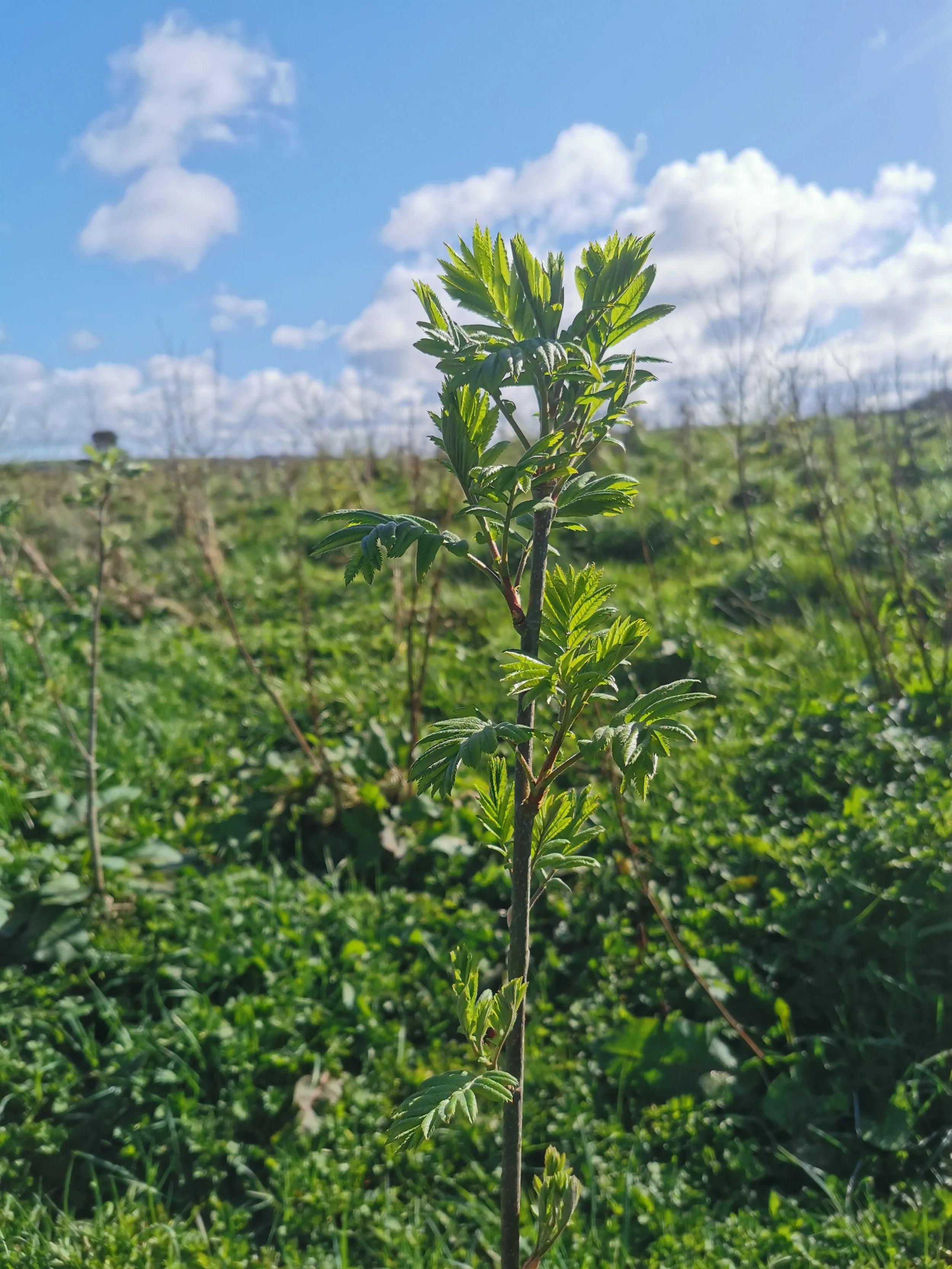 rowan tree against blue sky