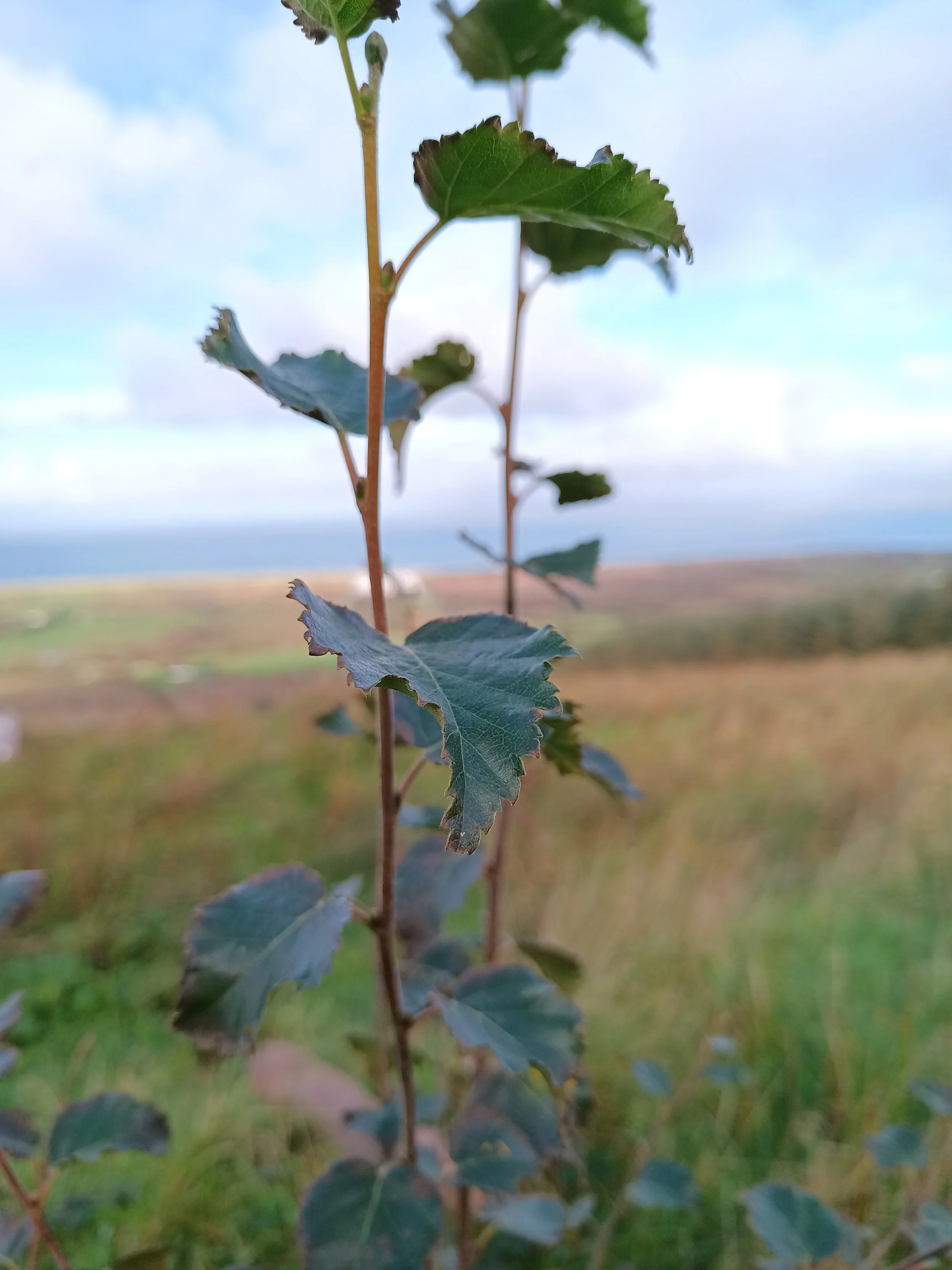 The Science Behind Birch’s Bark — Cloudforests