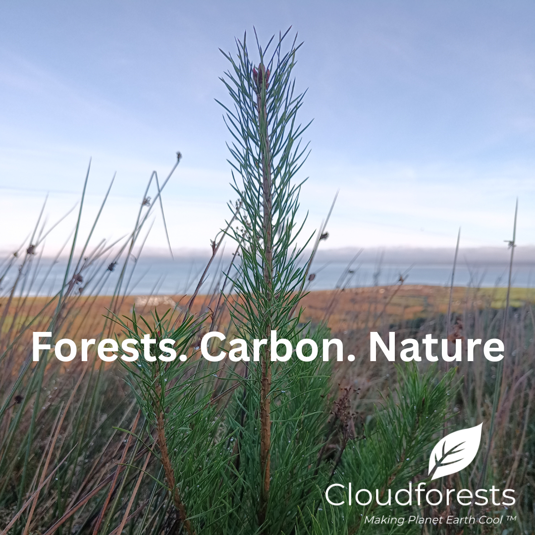 Copy of Copy of Cloudforests.png