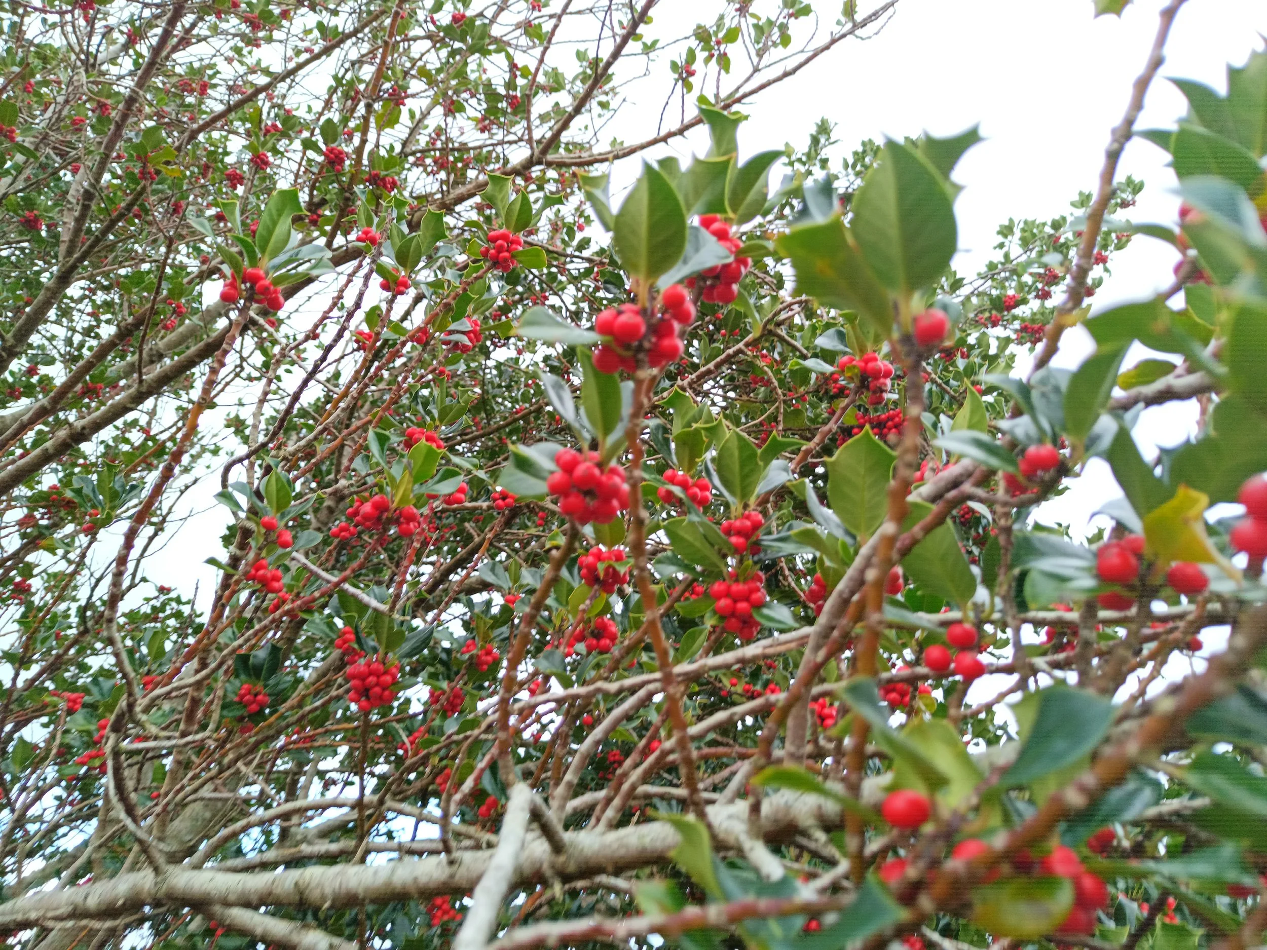 holly IMG_20241028_140514_422.jpg