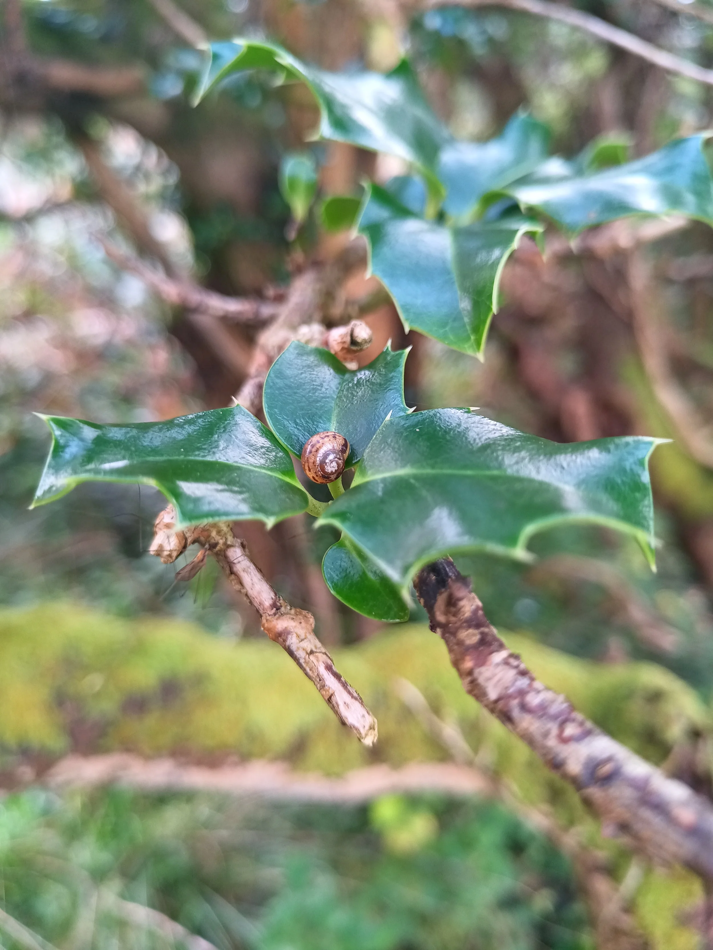 holly snail IMG_20241028_144230_500.jpg