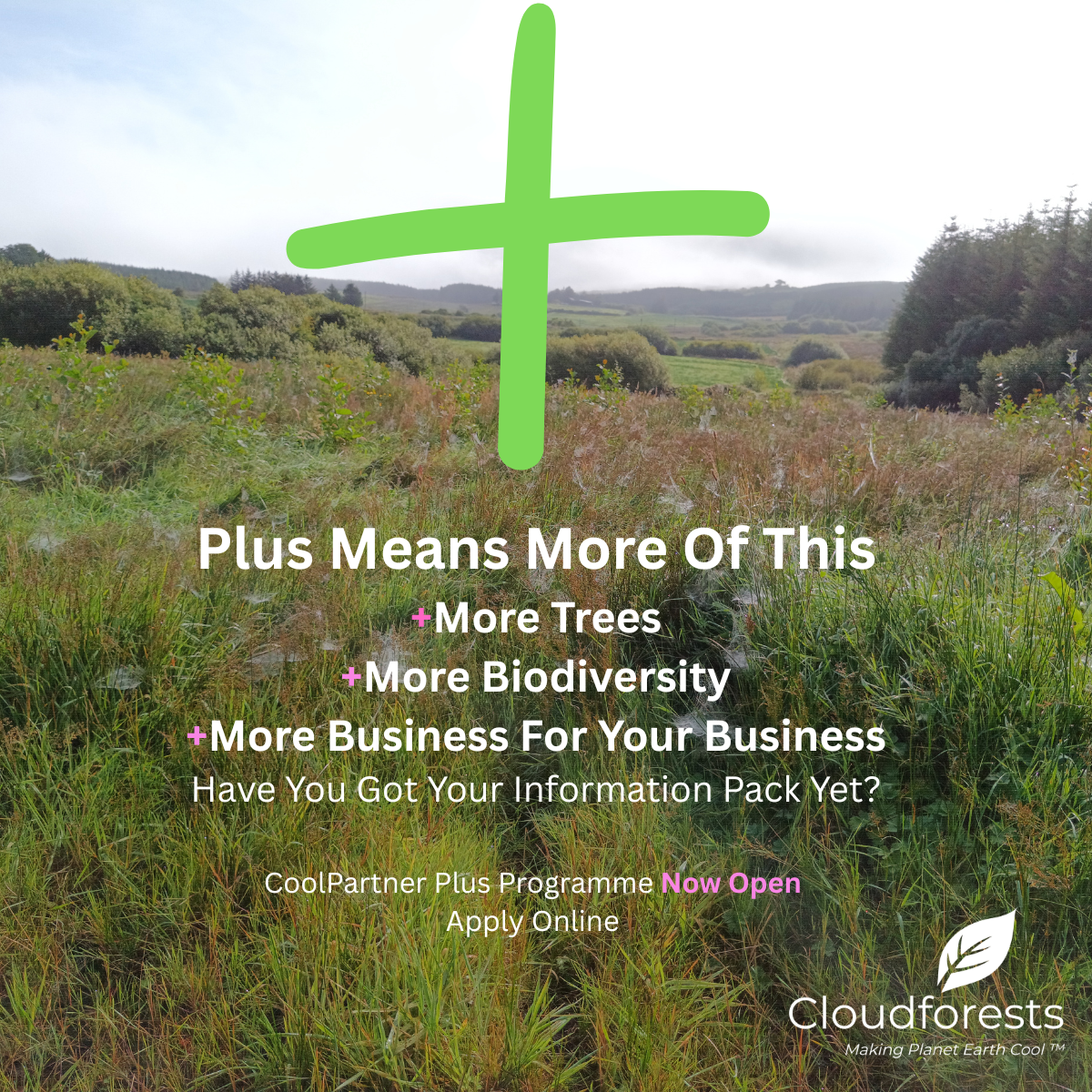 Tree Planting vs Forest Creation: What ESG Decision-Makers Need to Look Beyond