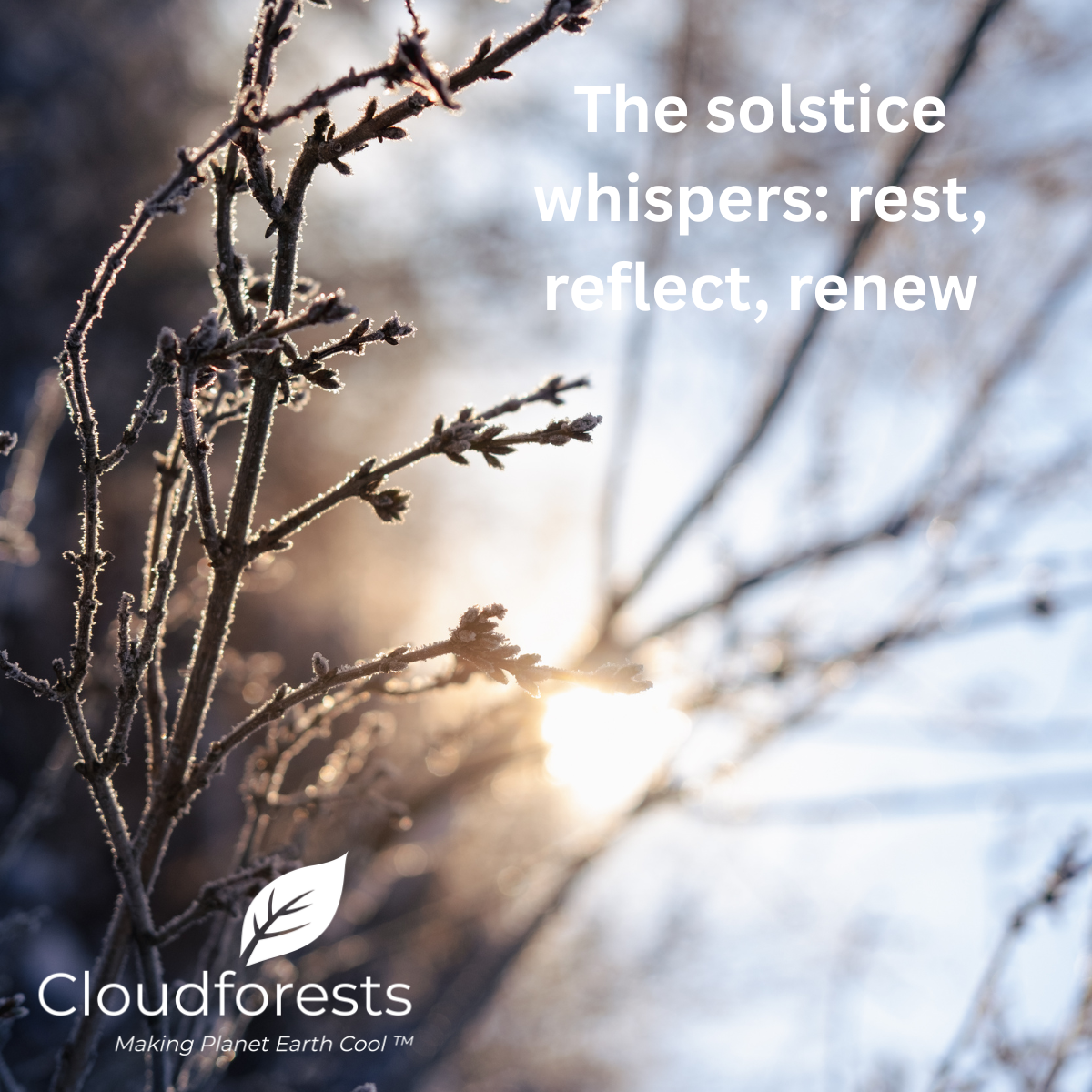 The Cloudforests Impact Report 2025: Growing Impact at the Turning of the Year