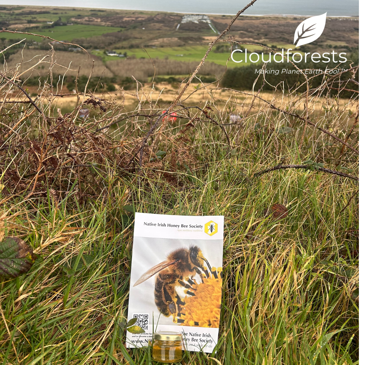 Forests The Buzz and Flow With Honey 