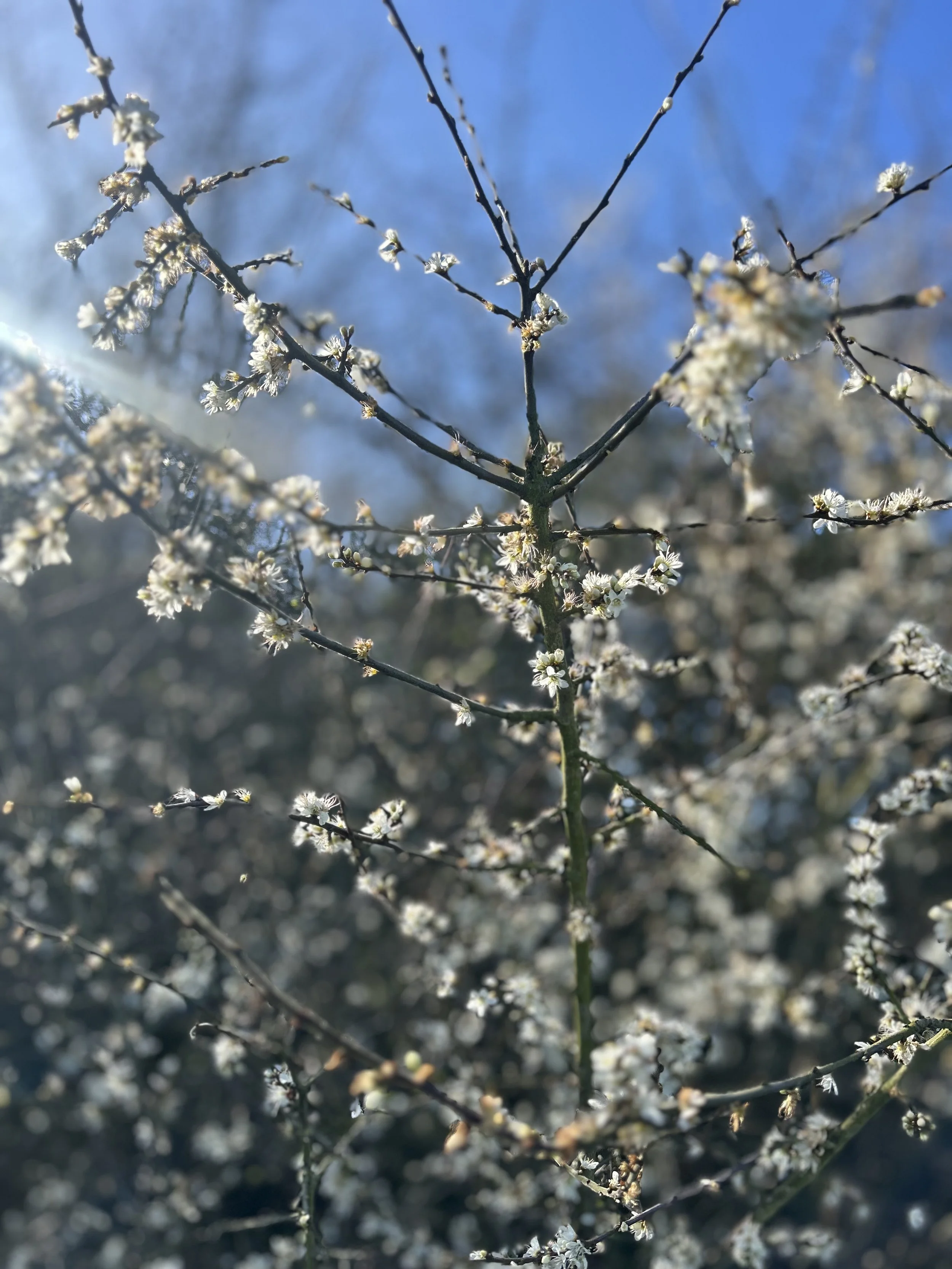The Blackthorn in Early Spring: Ireland’s First Blossoming Hedge