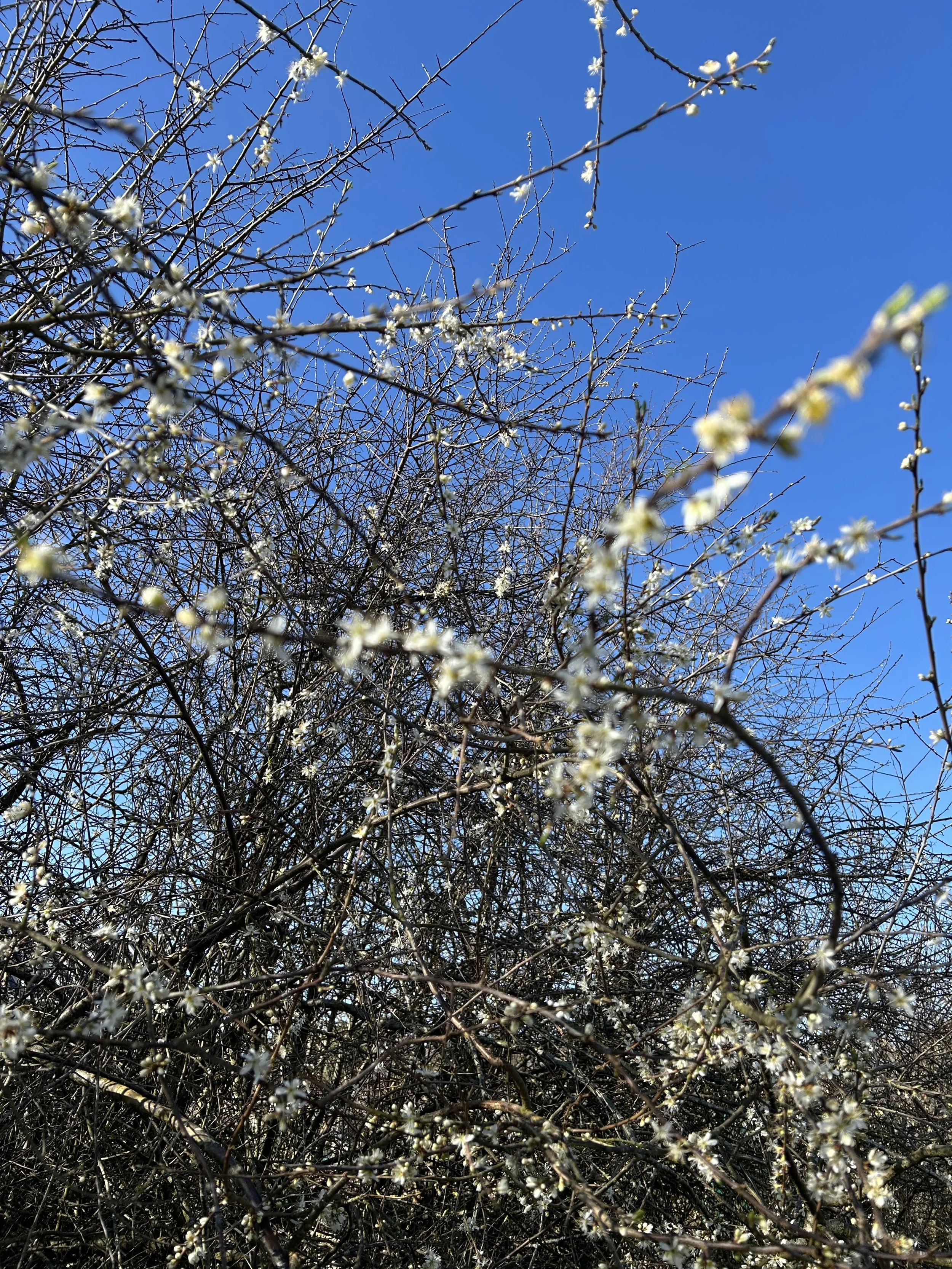 Why Gifting a Tree is One of the Most Meaningful Gifts You Can Give