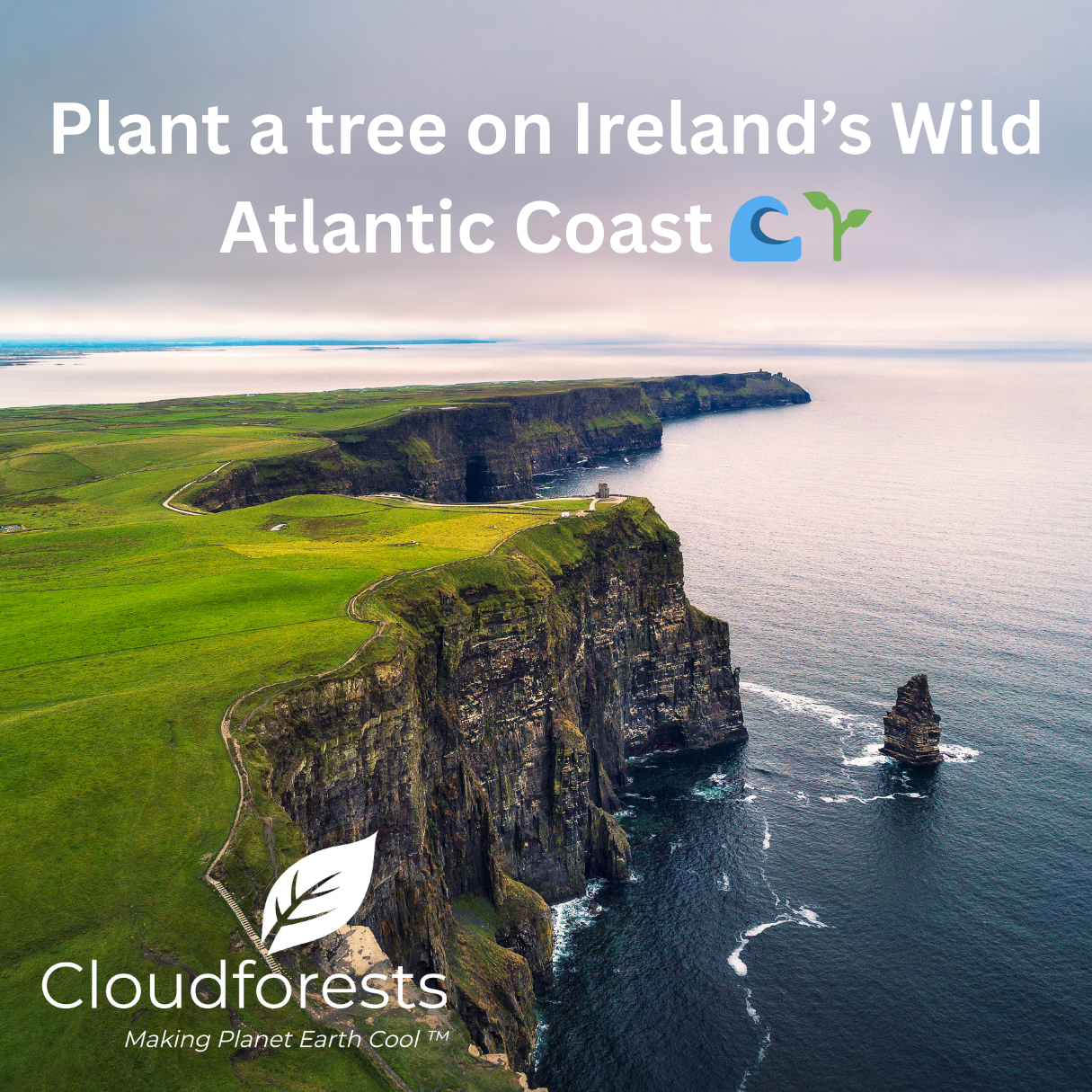 Instead of Flowers: Why More Americans Are Sending Trees as Sympathy Gifts