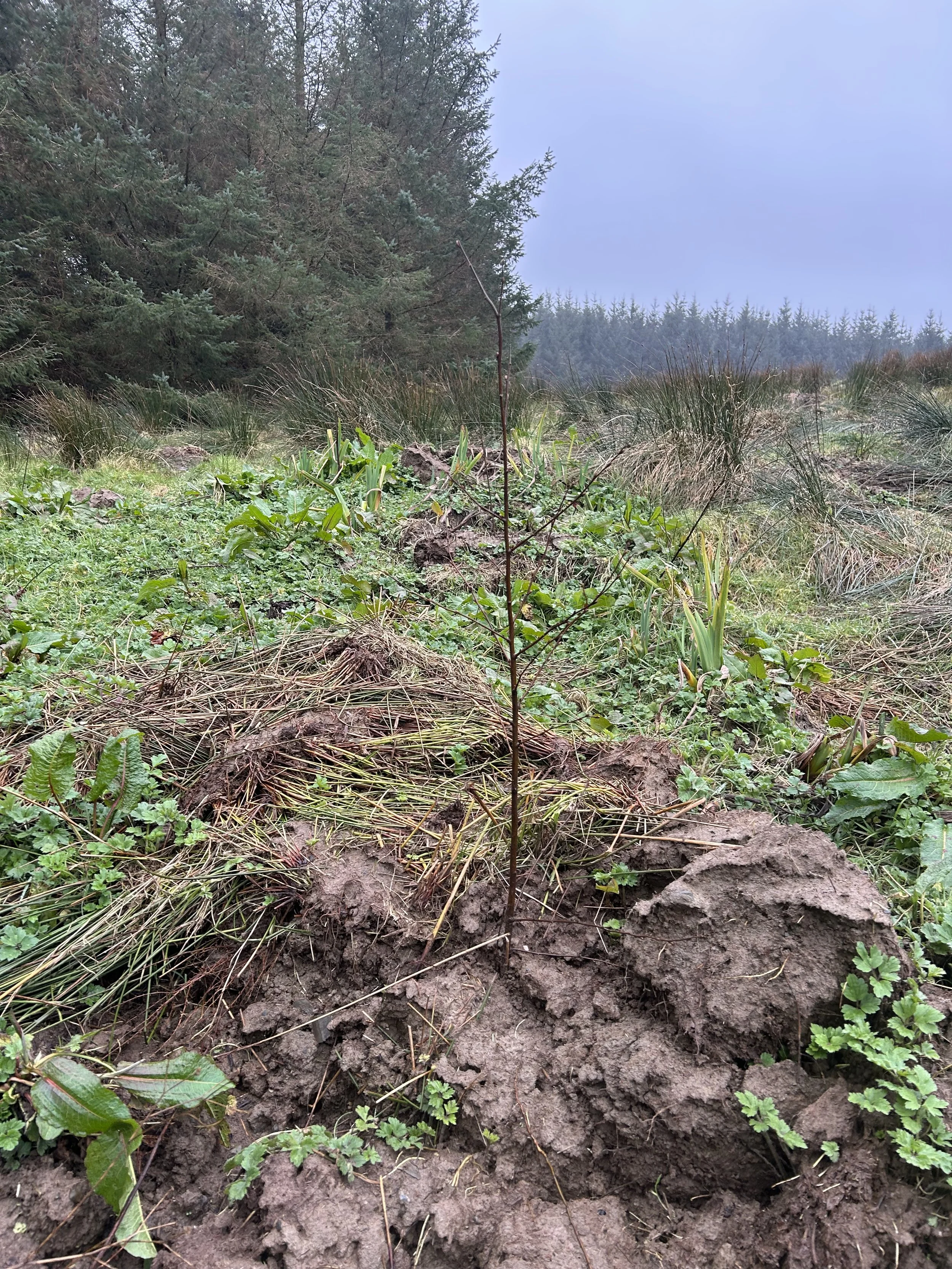Biodiversity Actions for Businesses Without Land: A Practical Solution for Irish Companies