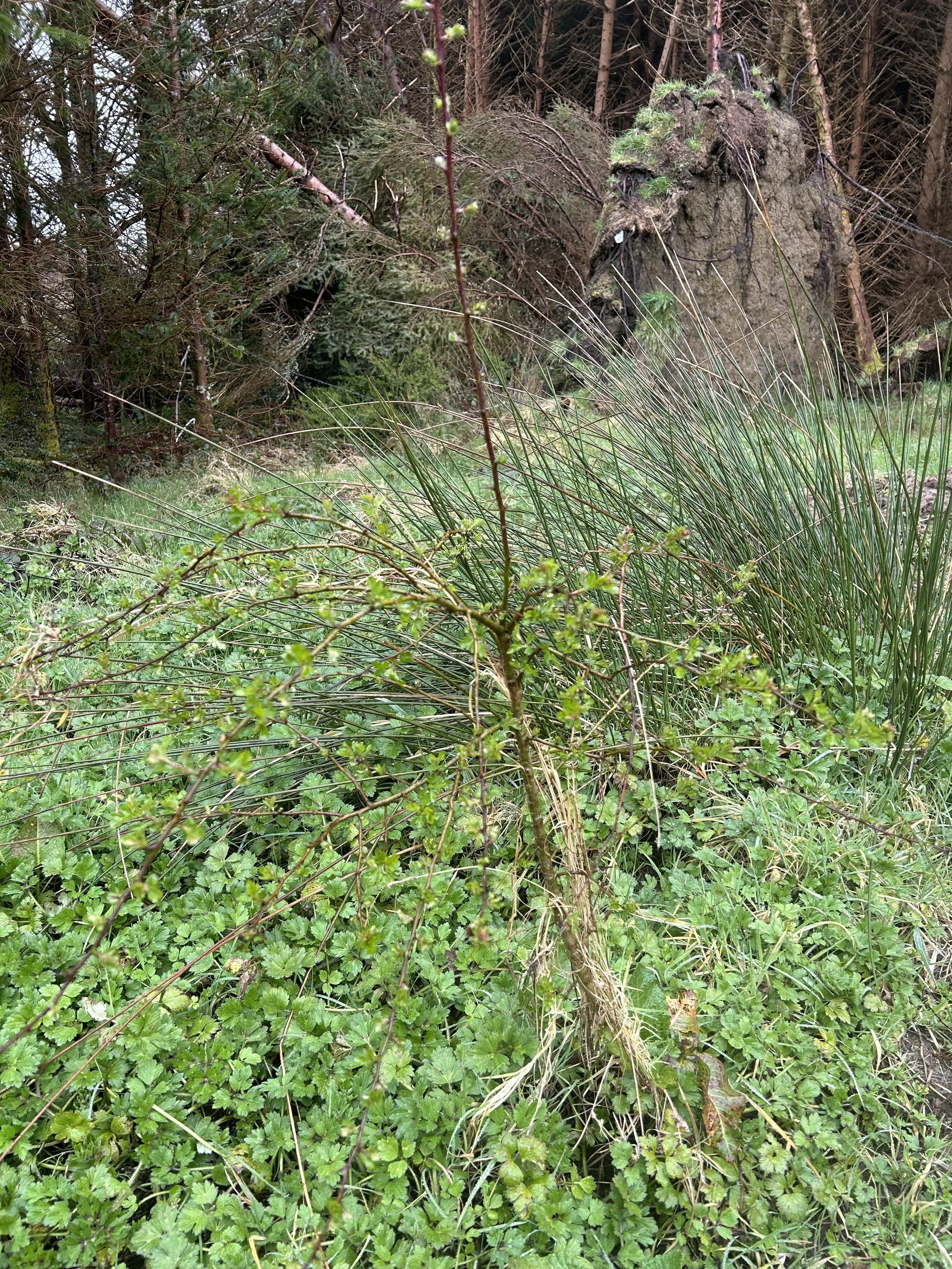 🌳 Why Native Woodlands Are Nature’s Most Powerful Tool for Climate, Biodiversity &amp; Community in Ireland