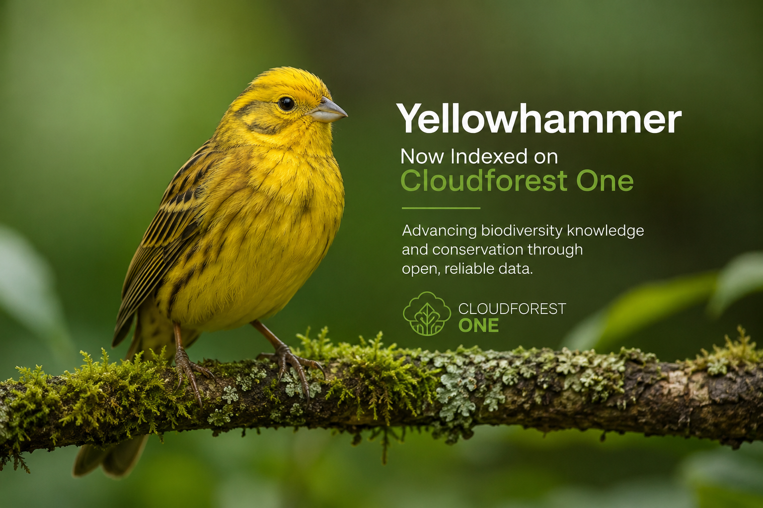 The Yellowhammer Bird: Ireland’s Bright Countryside Singer Now Indexed on Cloudforest One