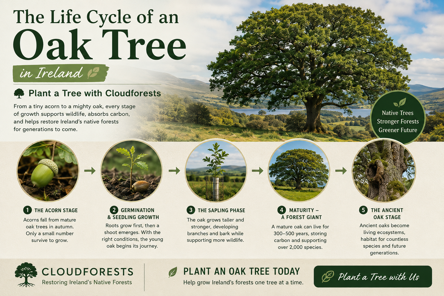 The Life Cycle of an Oak Tree in Ireland 