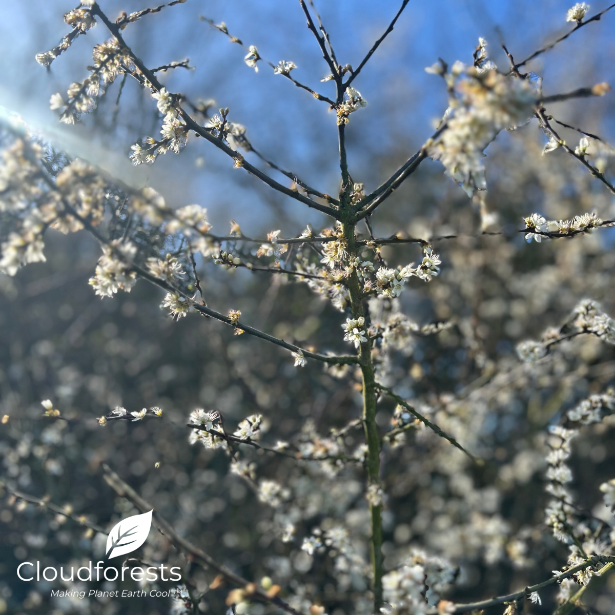 How Can My Company Participate in Reforestation Projects in Ireland?