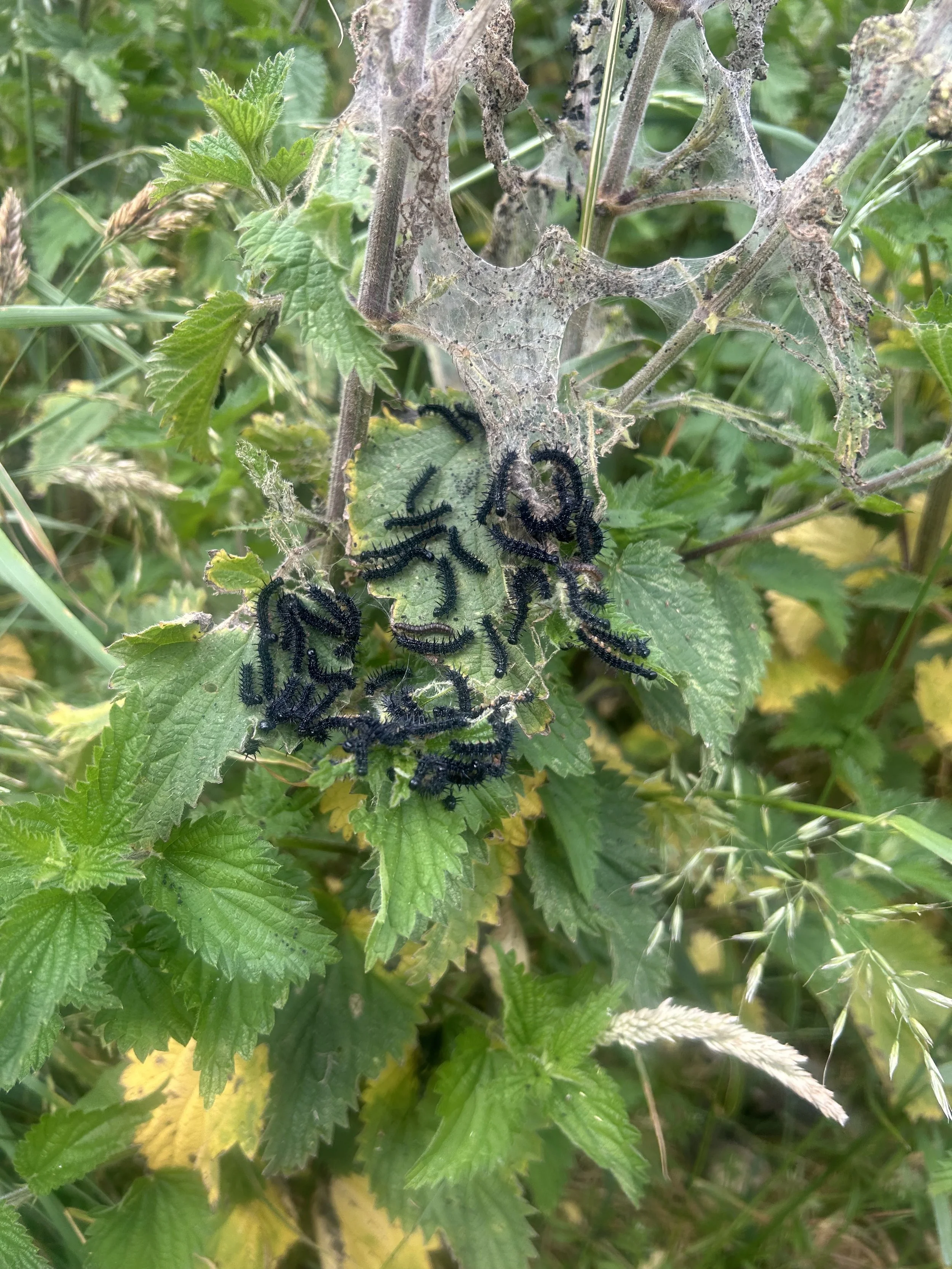 Black Arches on the Move: Why Hundreds of Peacock Butterfly Caterpillars Have Chosen Cloudforest One