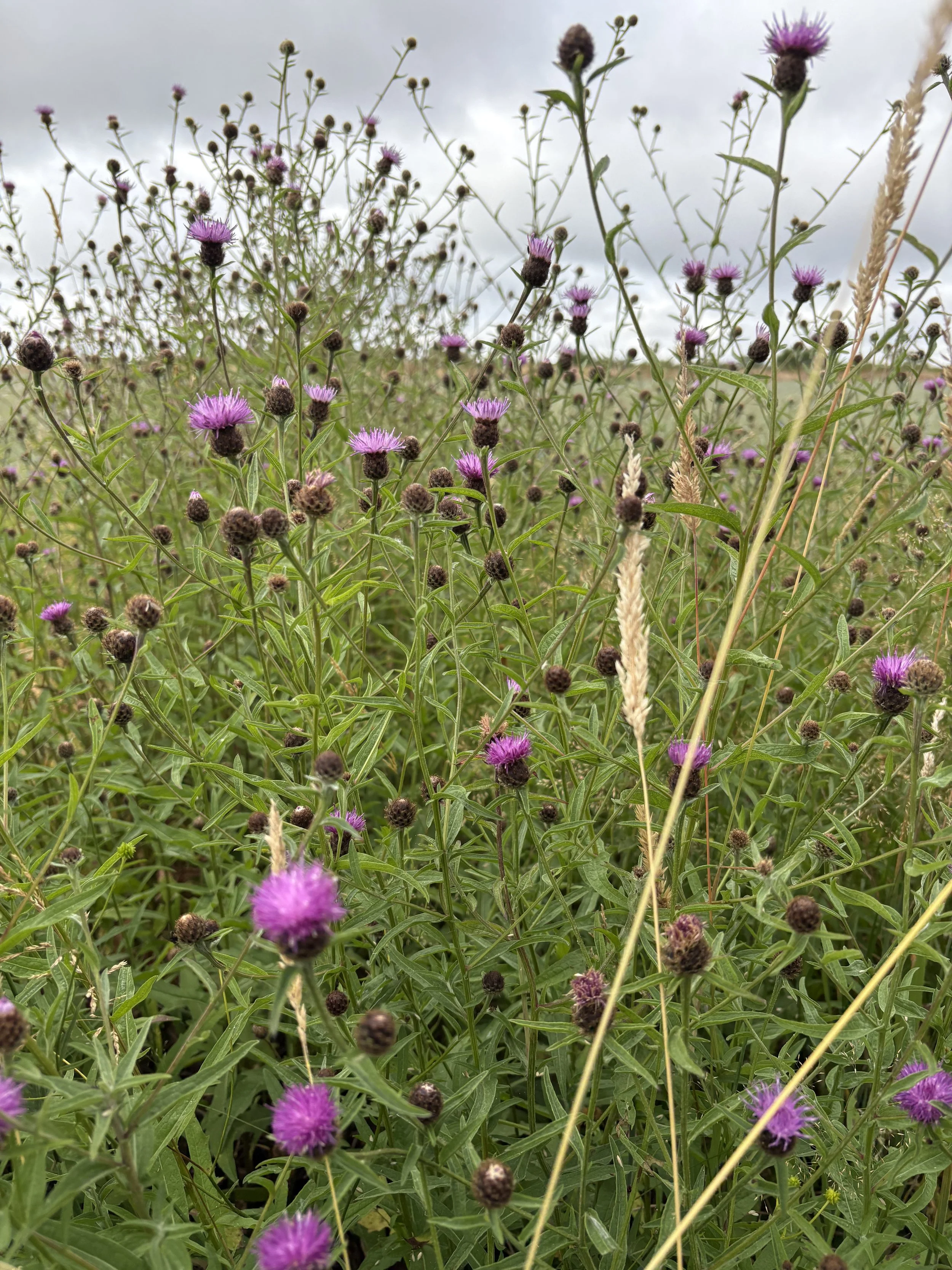 Wildflowers at the Edge of a Native Woodland: Why Woodland Margins Are Among Nature's Richest Habitats