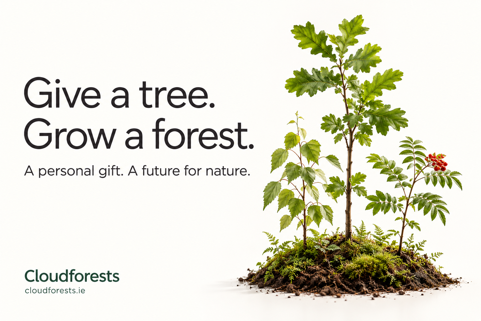 Gift a Tree in Ireland: Why Choose Cloudforests?