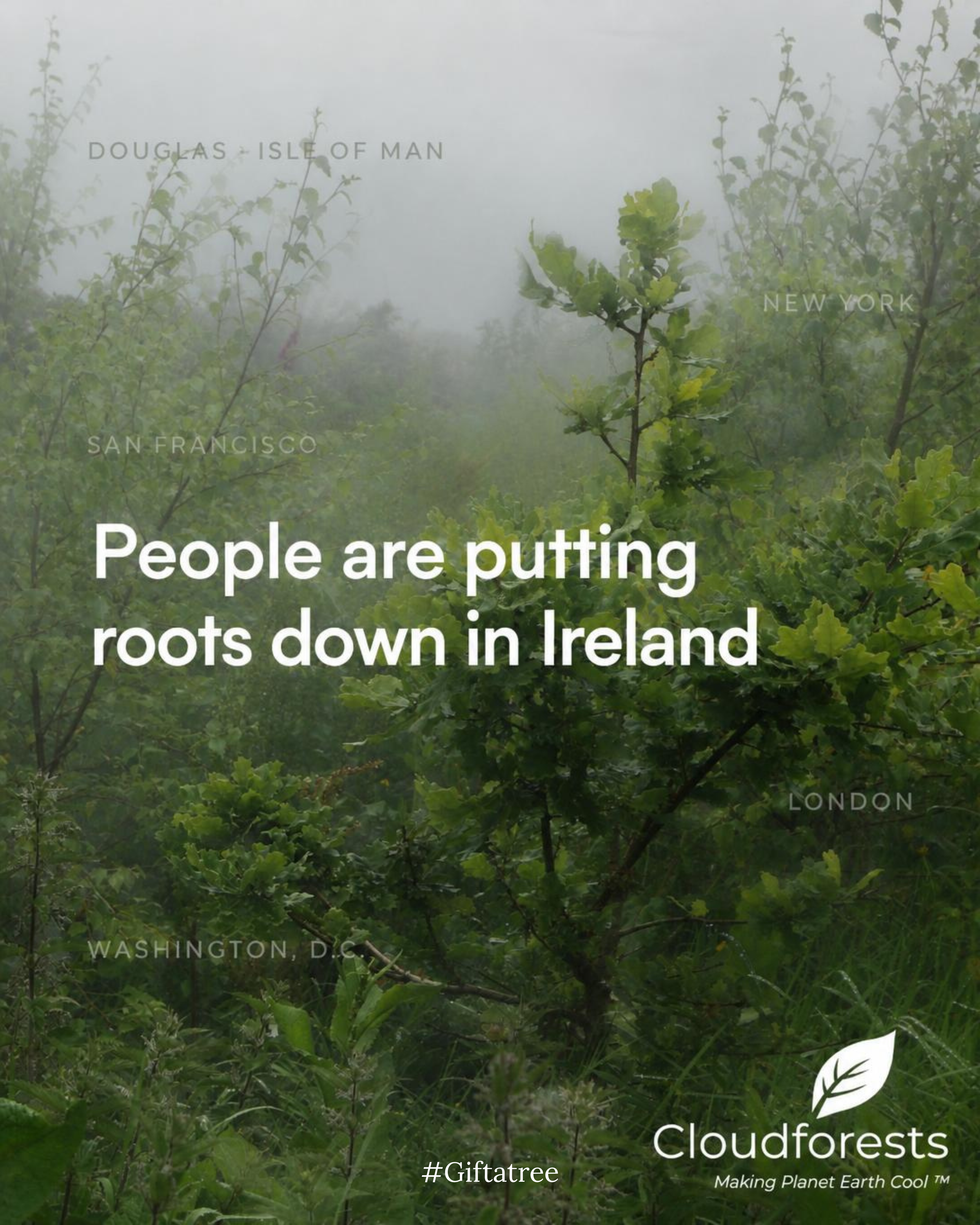Putting Down Roots in Ireland: Native Tree Gifts for the Irish Diaspora