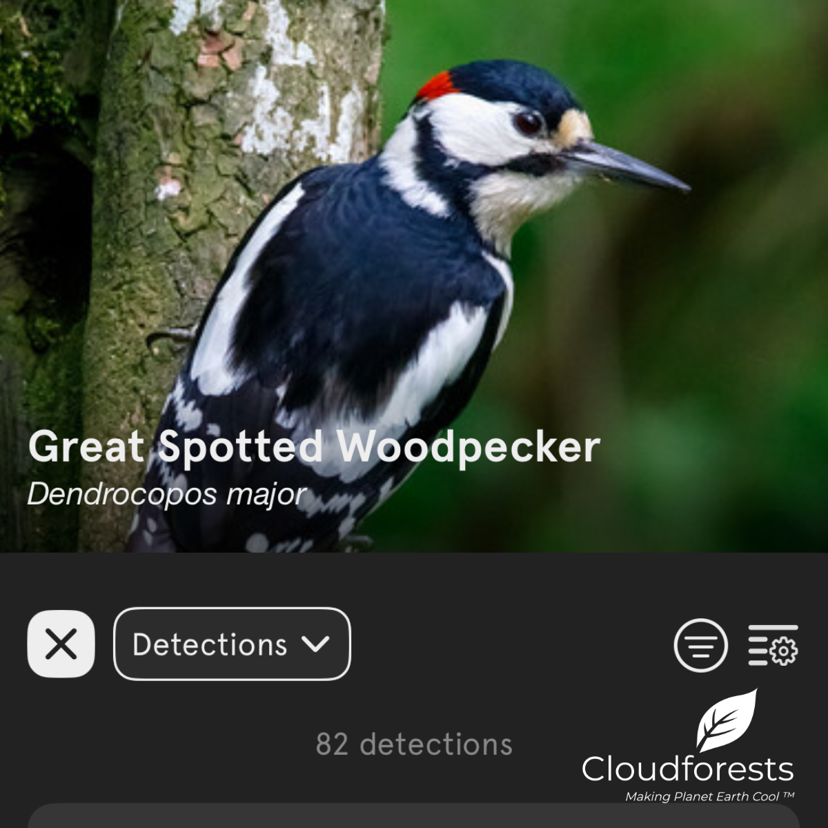 Birds at Cloudforest One: Discovering the Wildlife of Our Woodland in Clare
