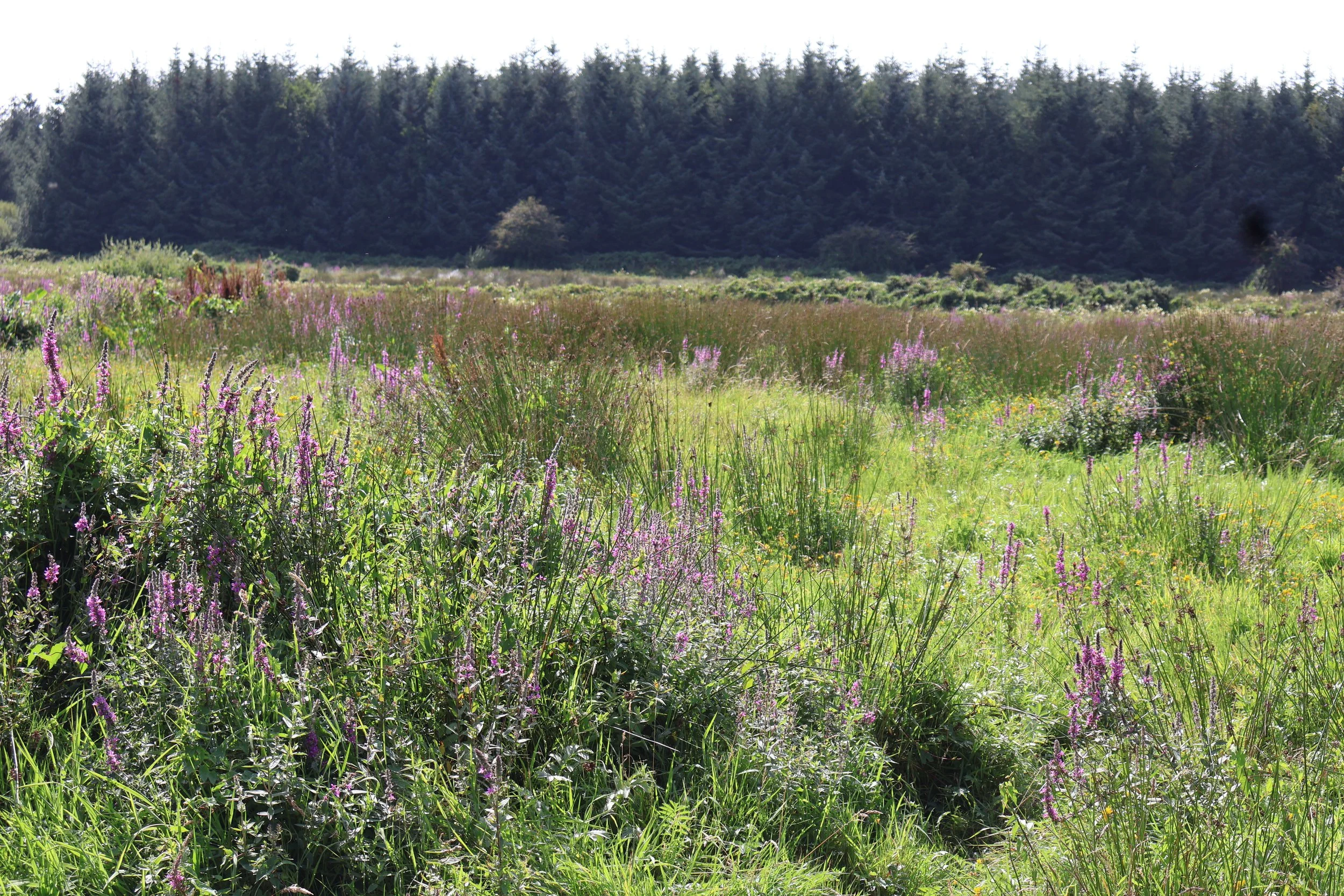 Carbon Credits Can Help Grow Ireland’s Next Generation of Native Woodlands
