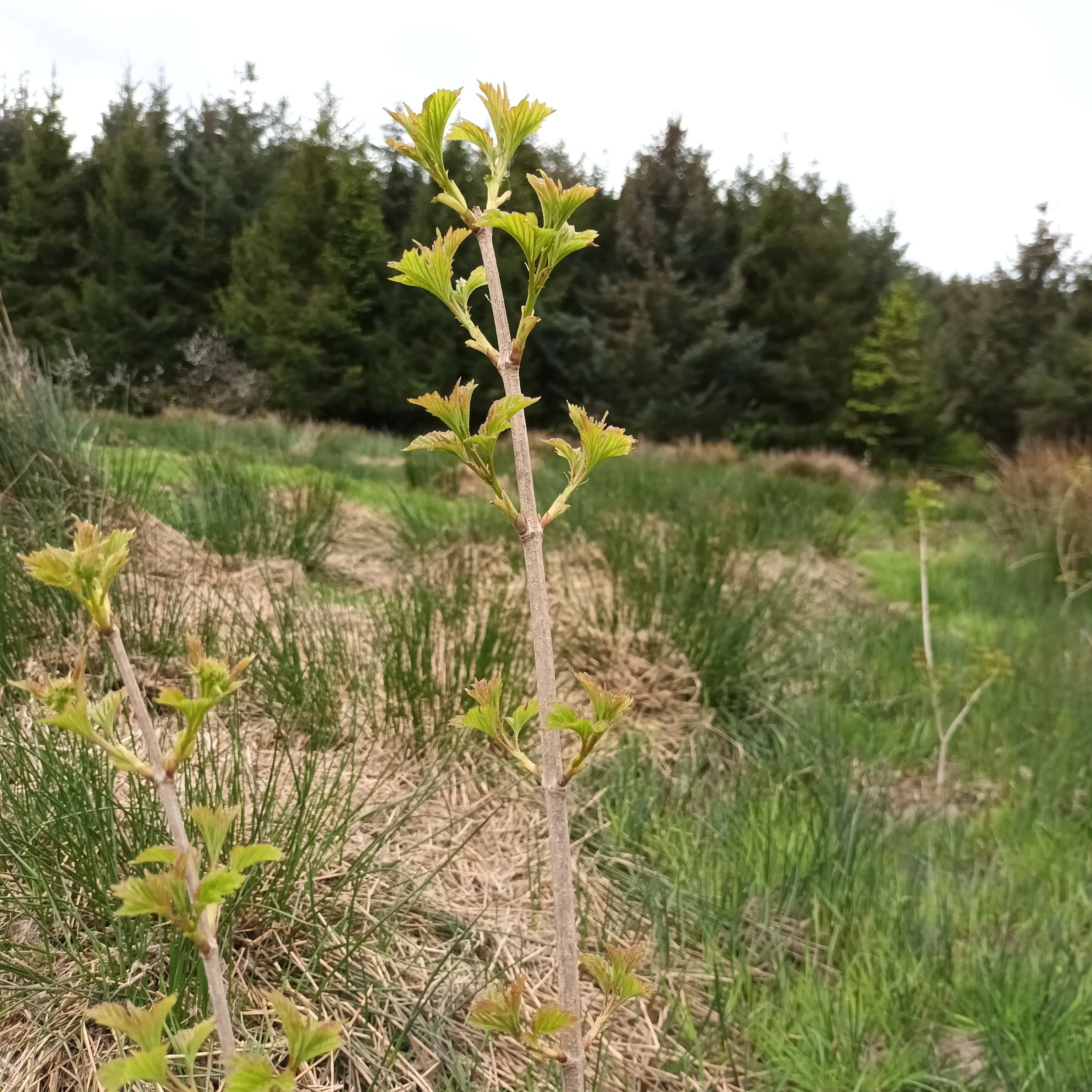 a tree growing