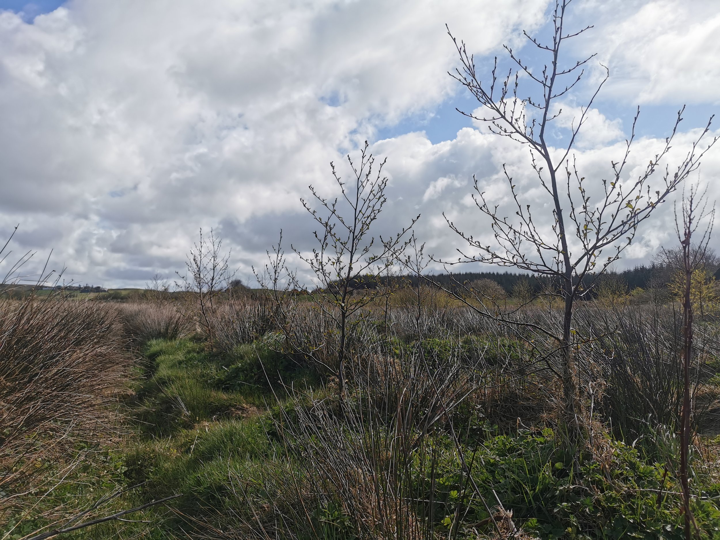 alder trees