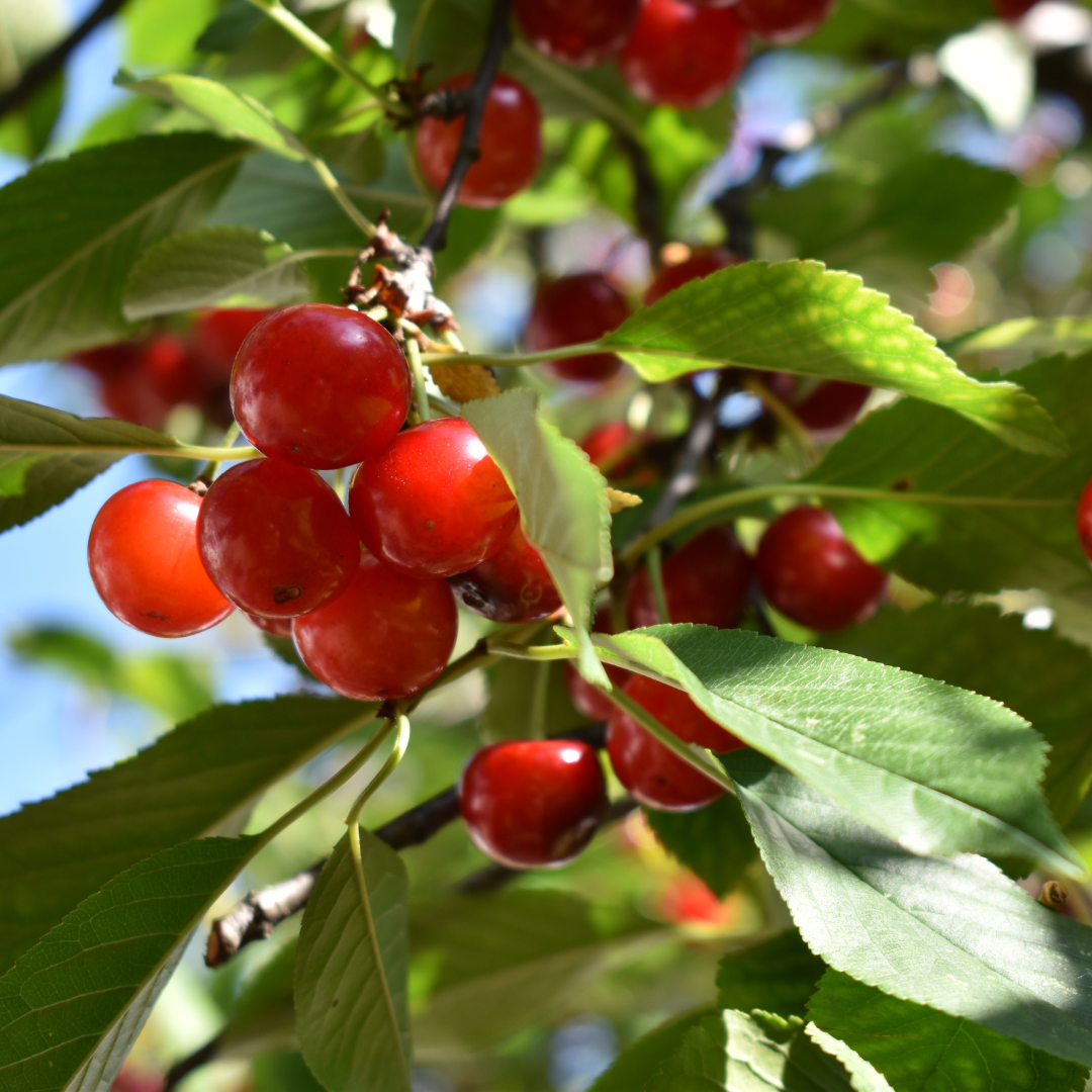 Are Cherry Blossom Cherries Bad For Dogs