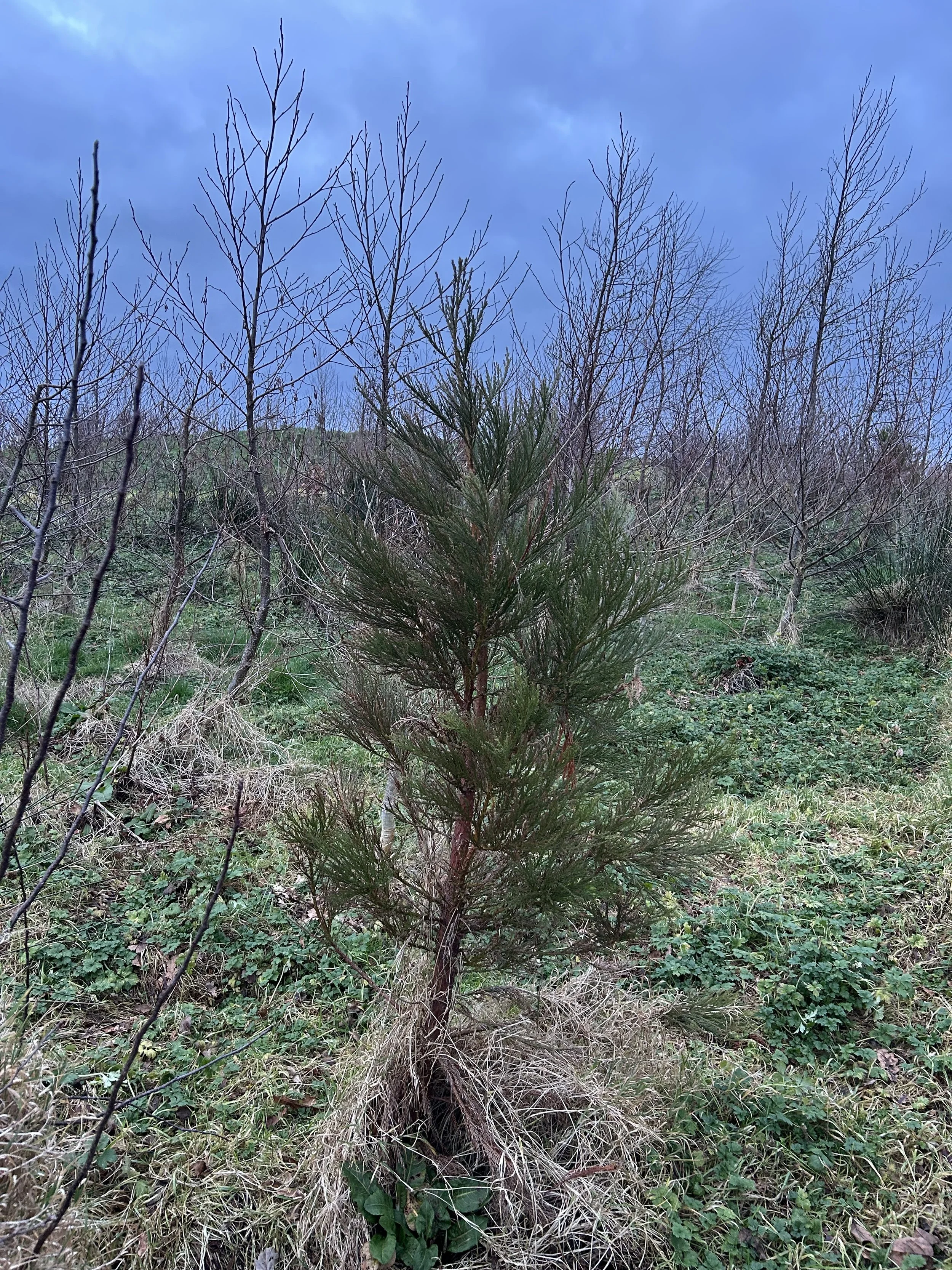 giant redwood surrounded by alder