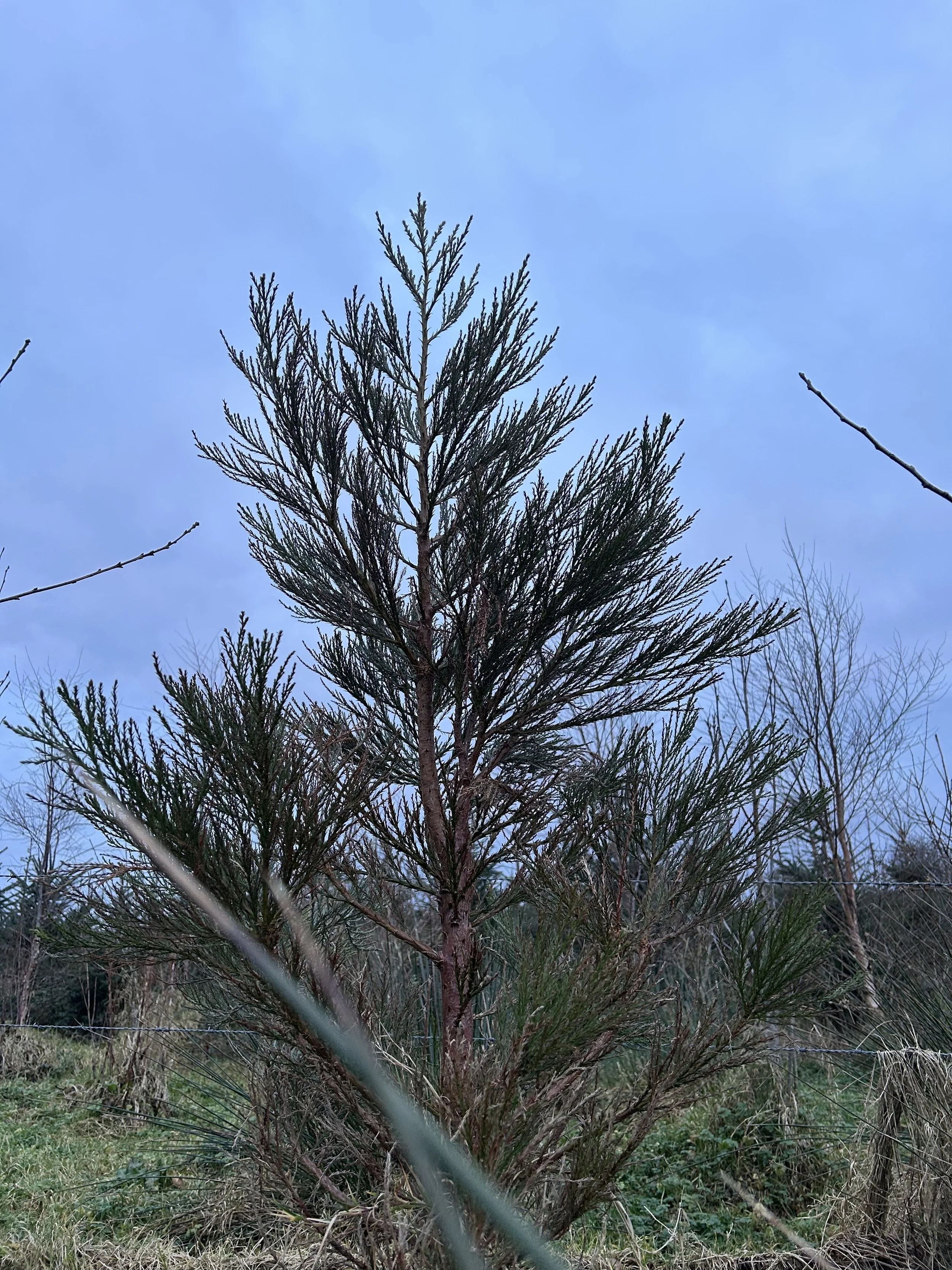 Giant Redwood against a blue sky