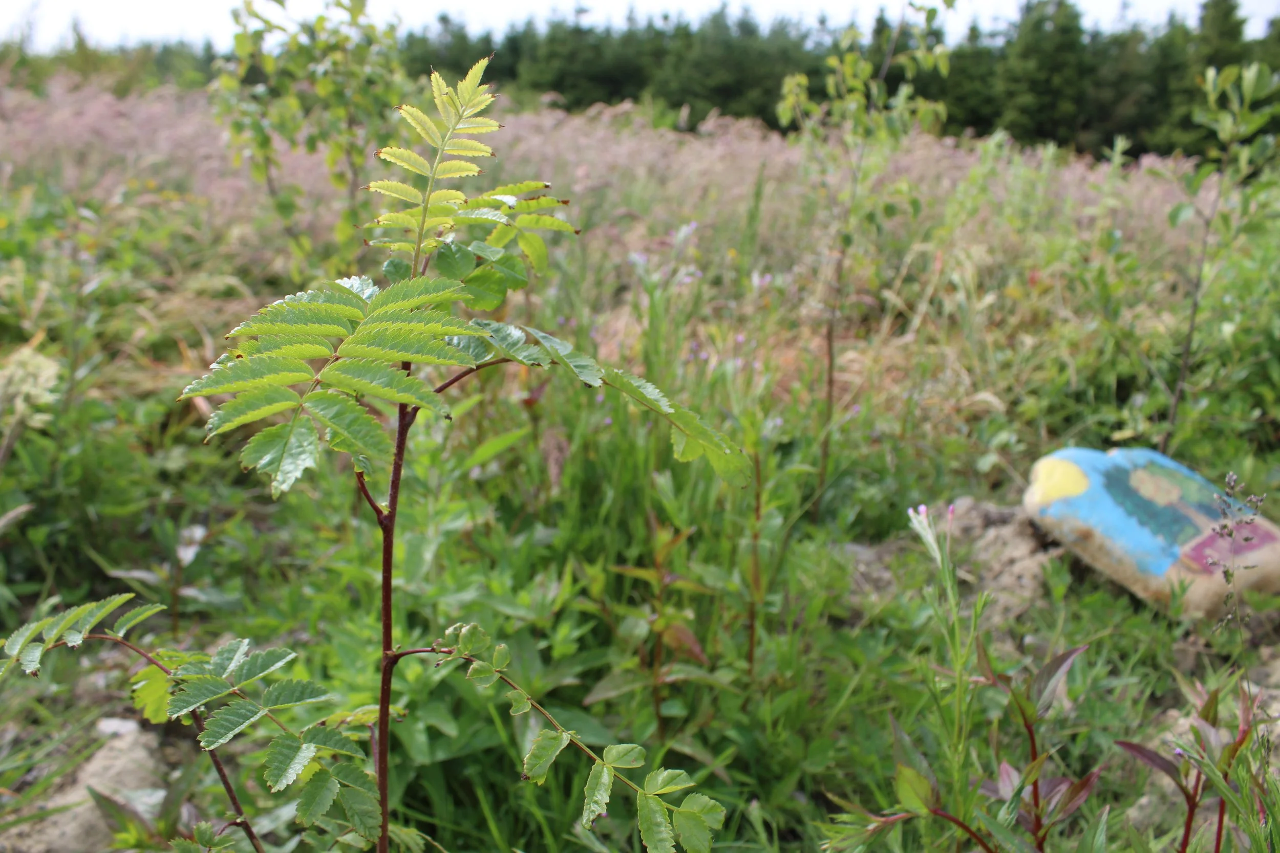 a rowan tree planted on Cloudforest 3 at Doonaha Co Clare
