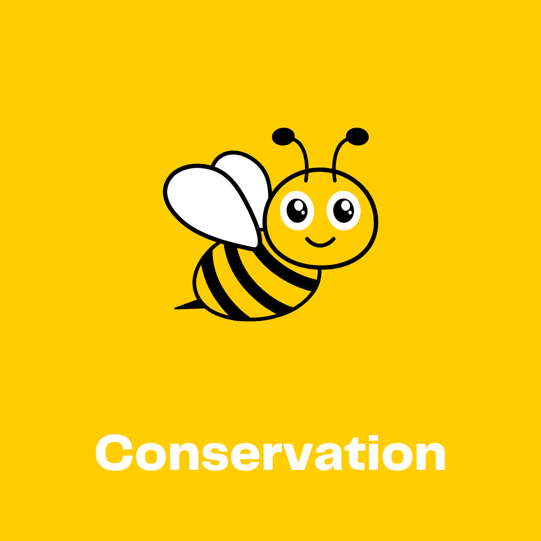 Building A Bee Hive With Native Irish Honey Bees For Sustainable
