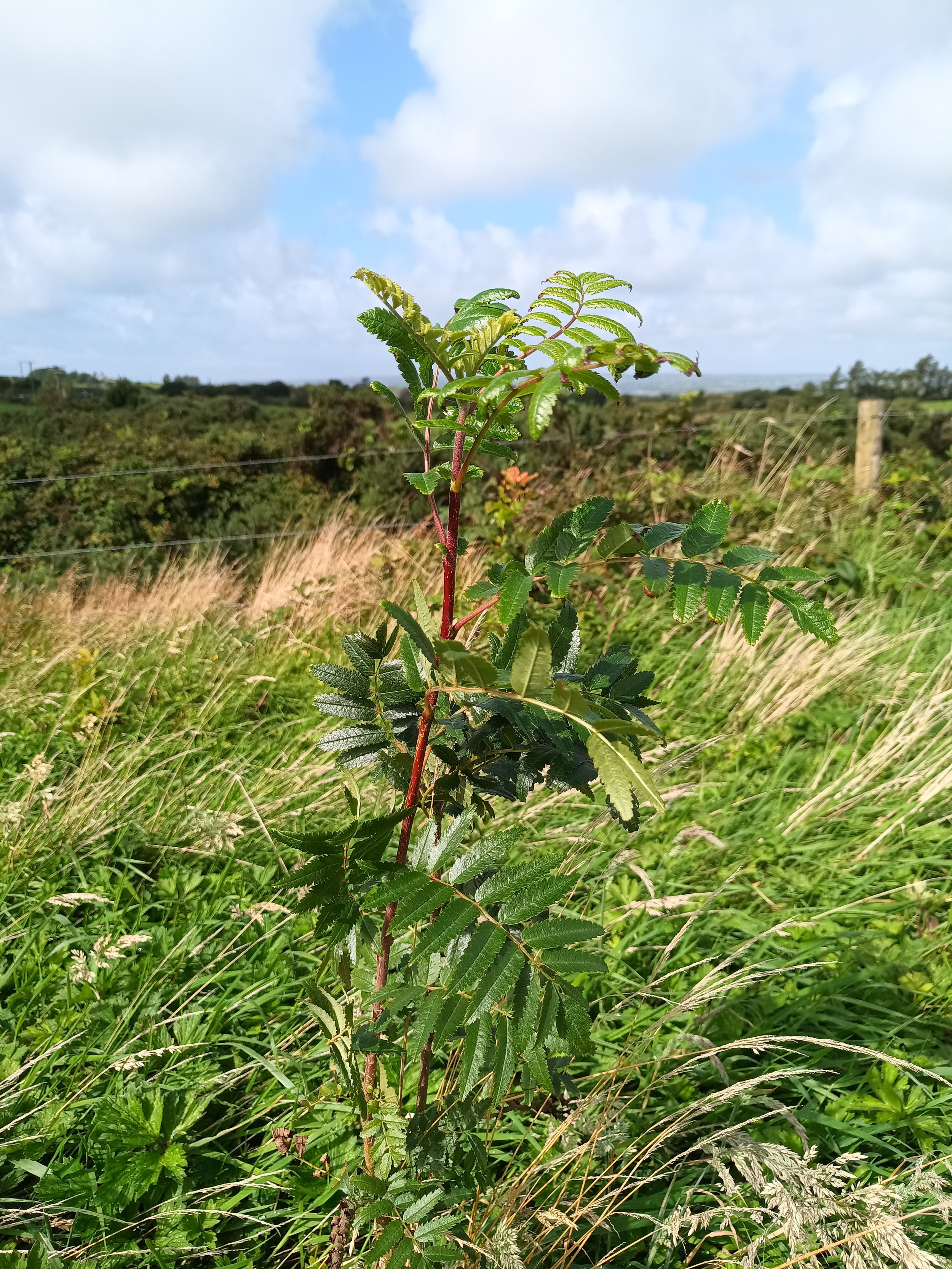 Rowan on Cloudforest One County Clare