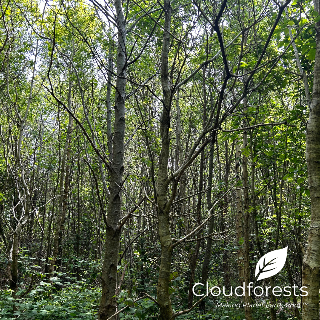 Our Forests — Cloudforests