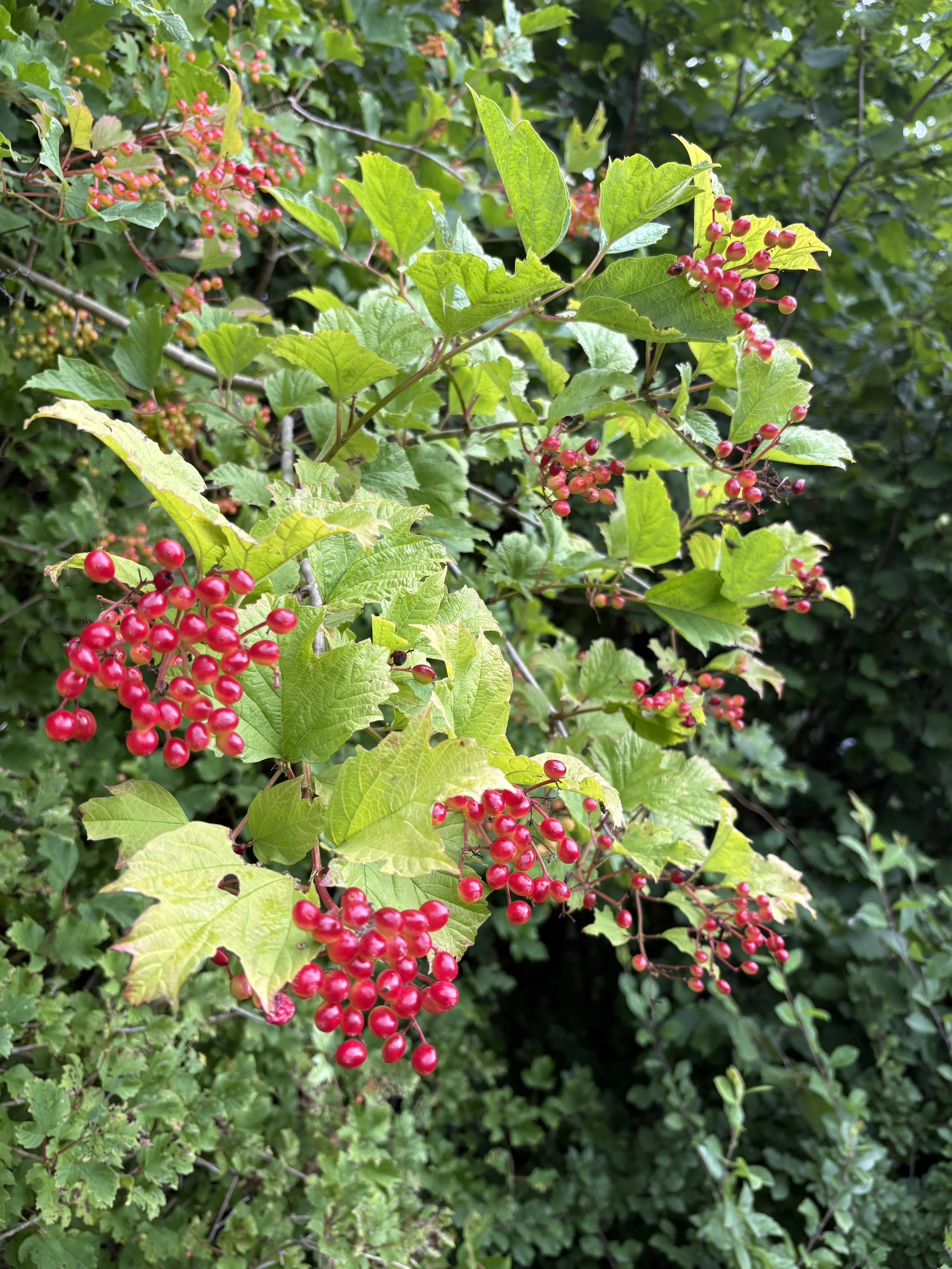 Bright red berries of Guelder Rose growing within a native Irish hedgerow.