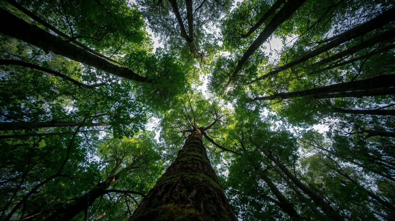forest canopy from the floor view