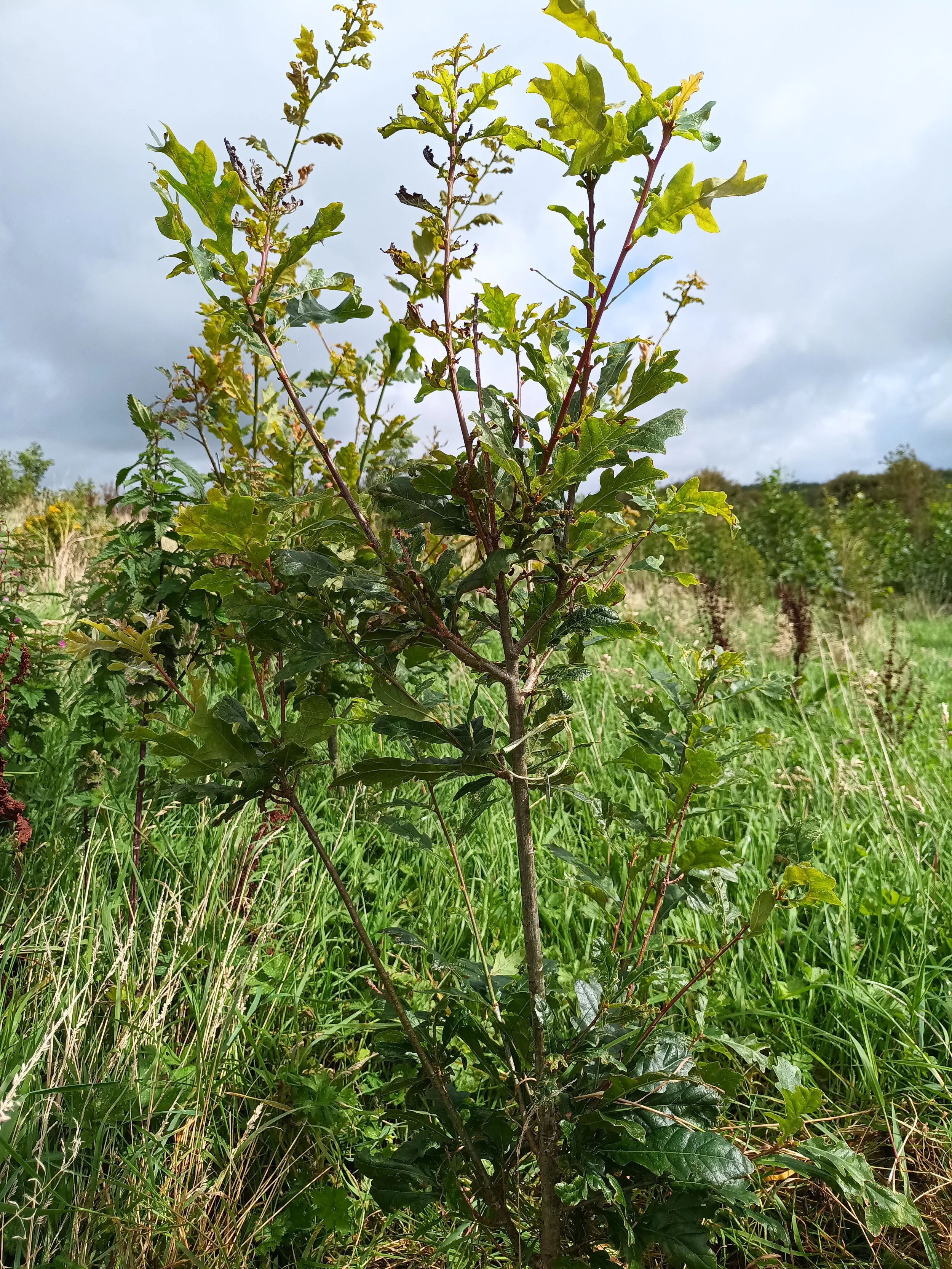 oak tree planted in ireland for someone in the USA