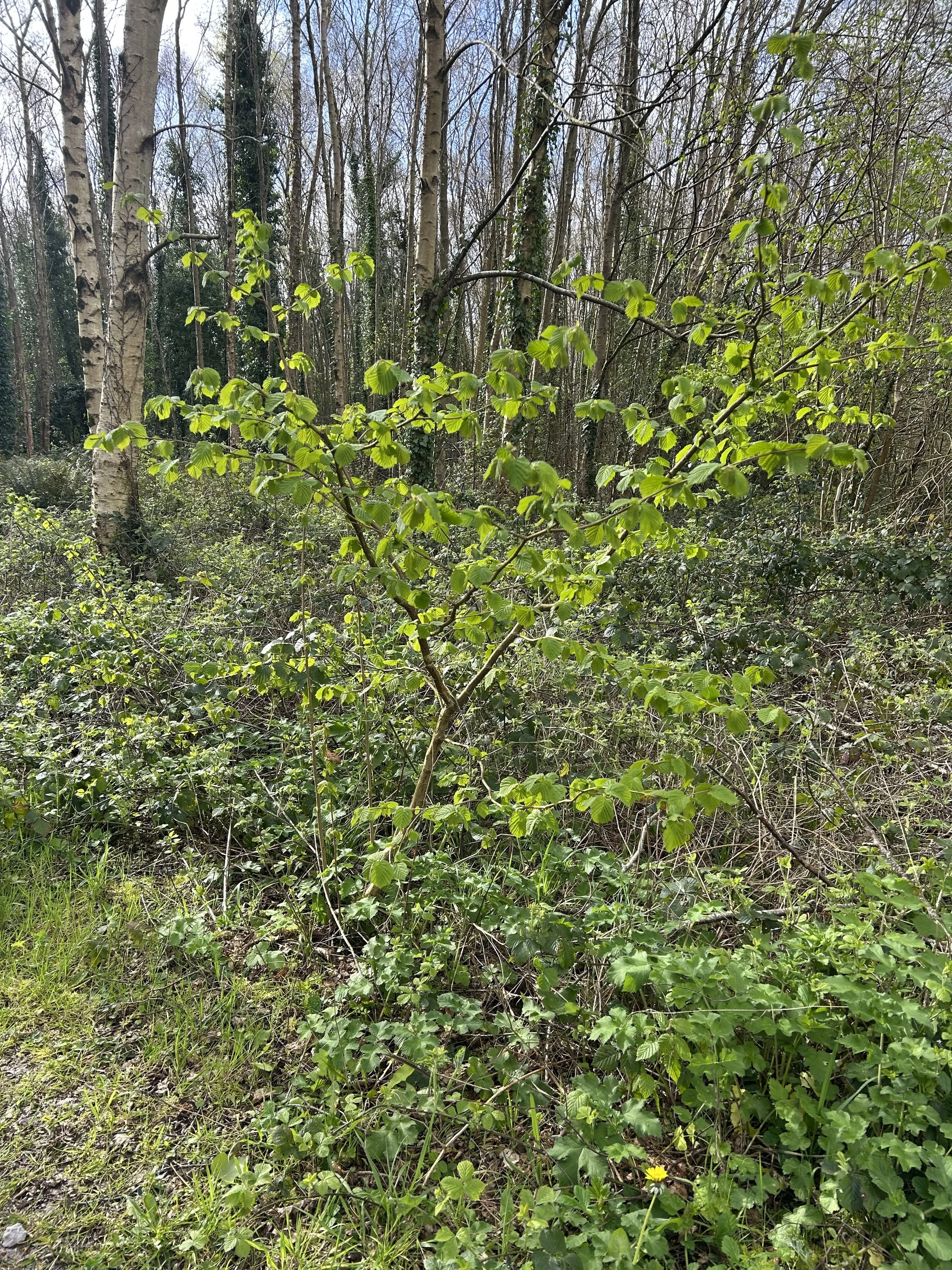 hazel tree growing in a cloudforest