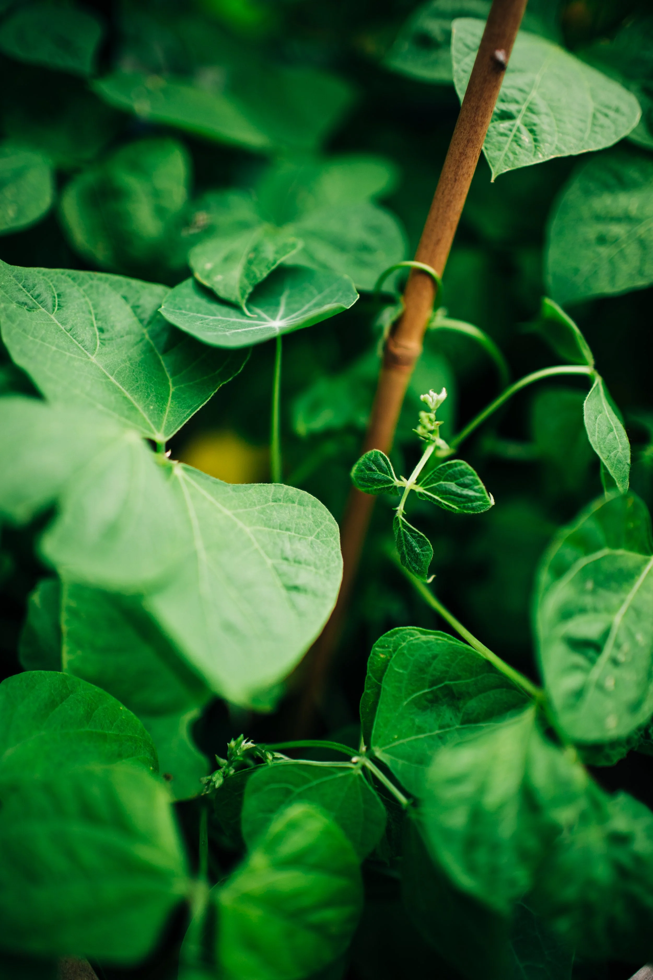 LaurenBierPhotography-PlanoFamilyPhotographer-Backyard-18.jpg